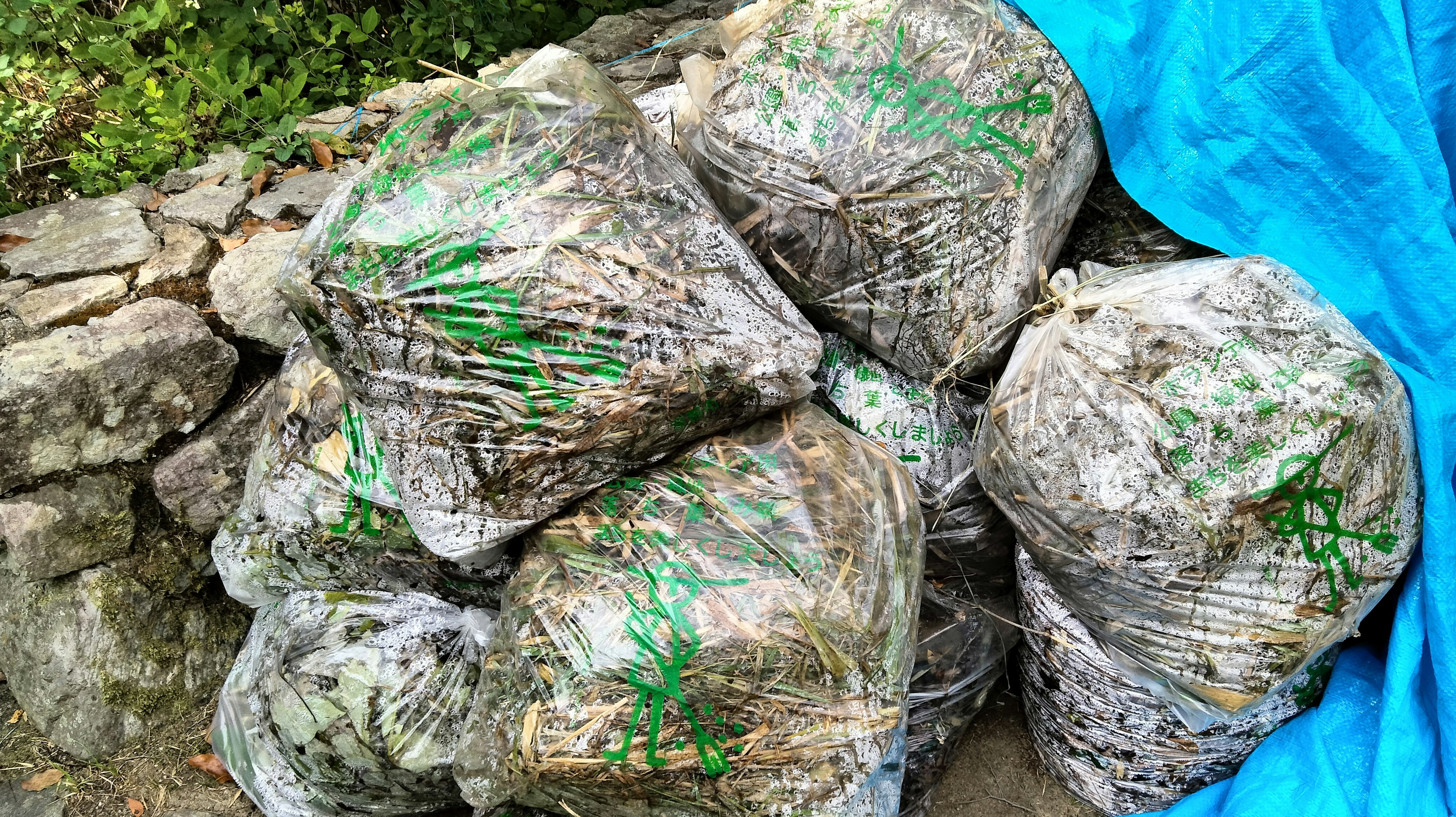 Piles of plant material packed in transparent bags