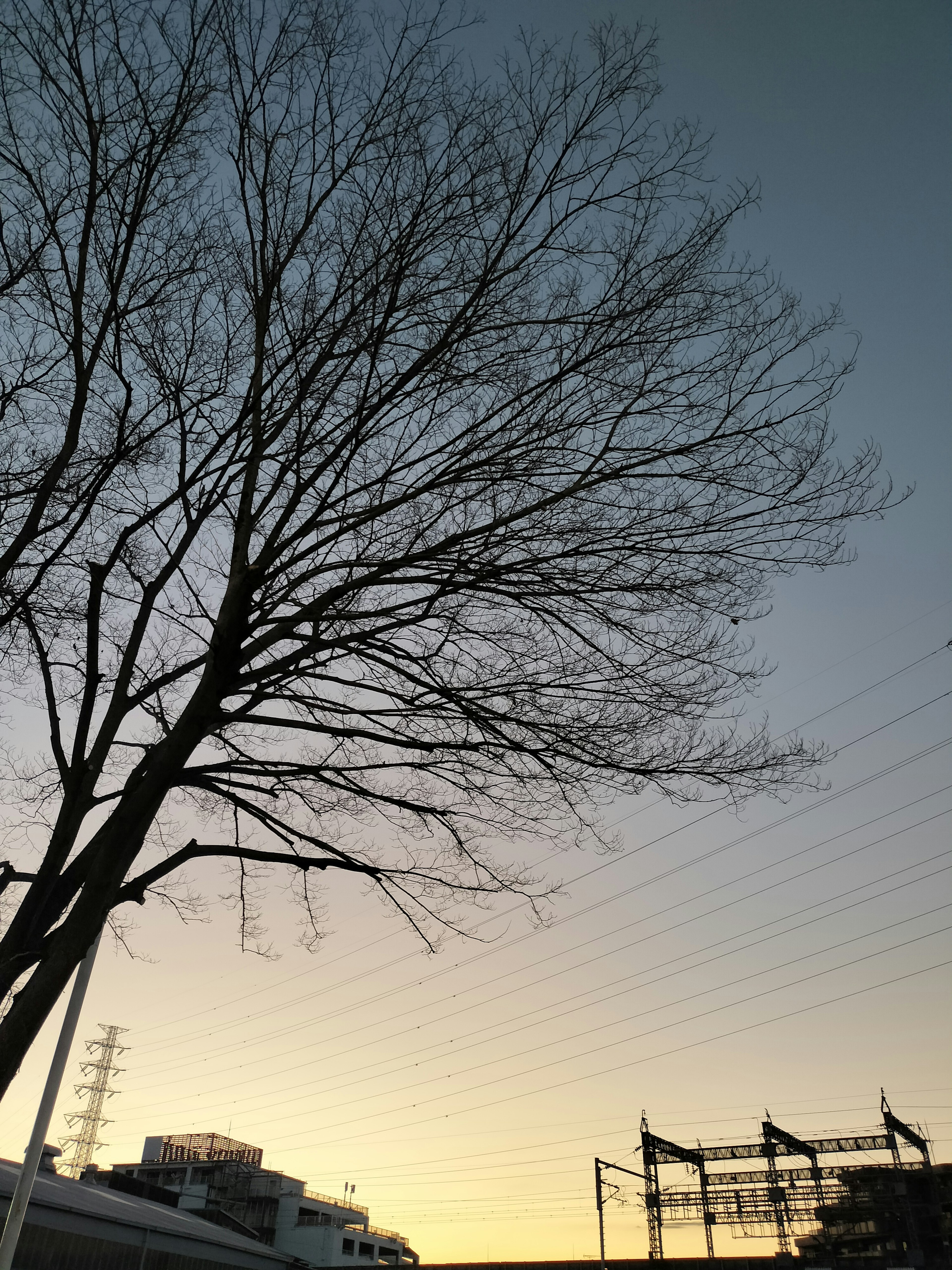 Albero spoglio contro un cielo colorato al tramonto