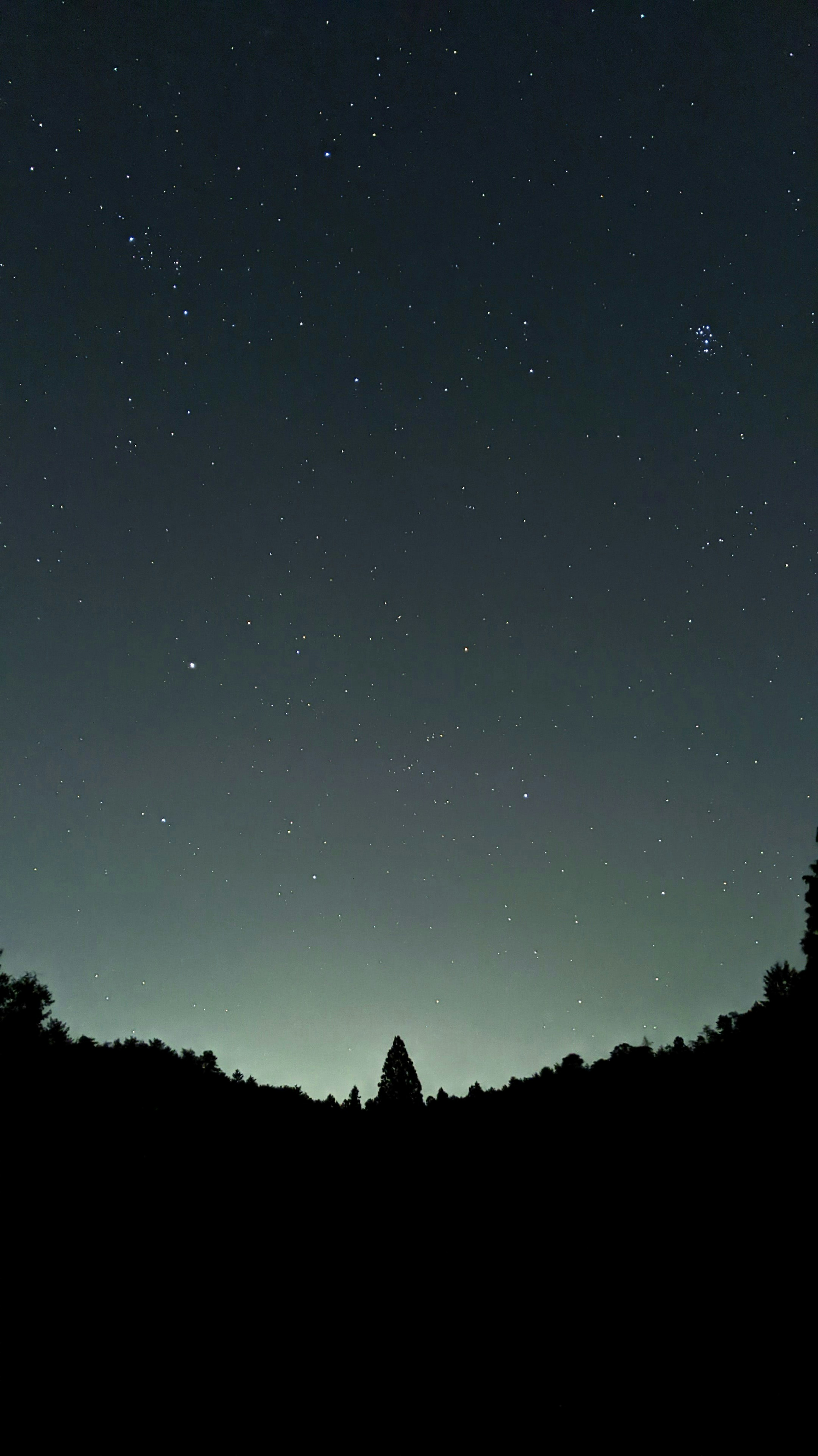 Nachthimmel voller Sterne und Silhouette von Bäumen