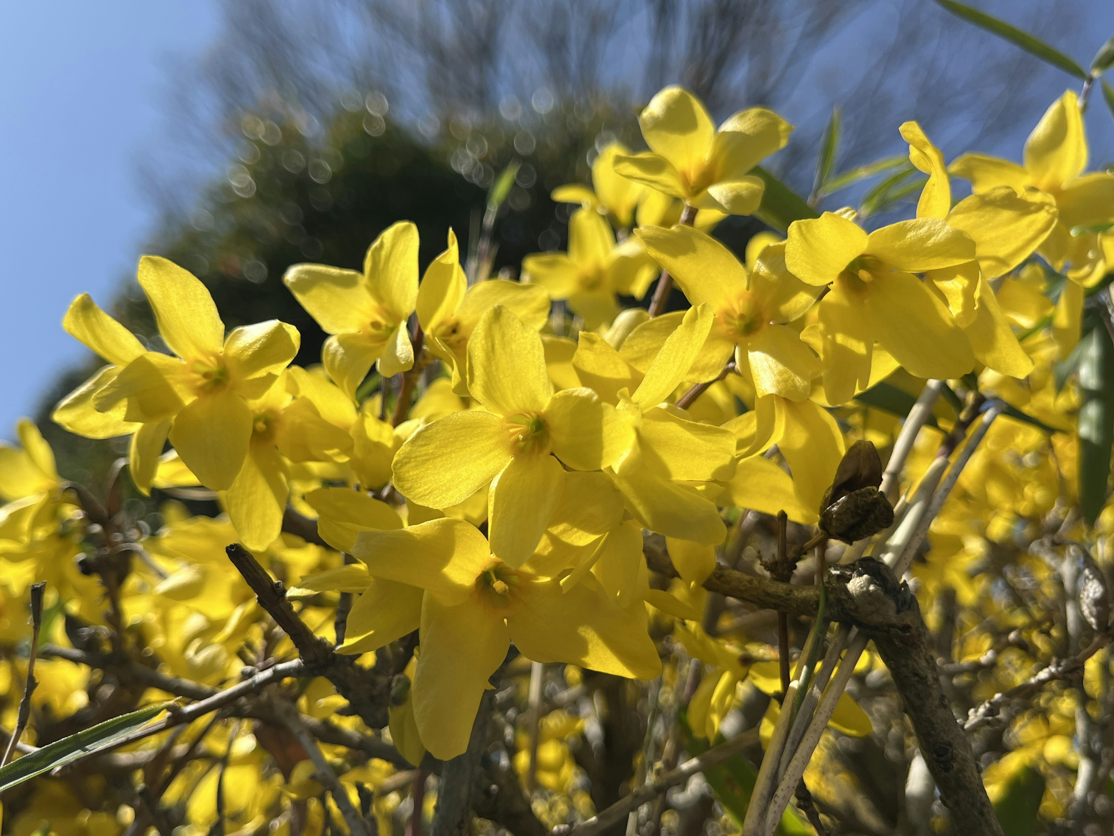 鮮やかな黄色の花が咲いている植物のクローズアップ