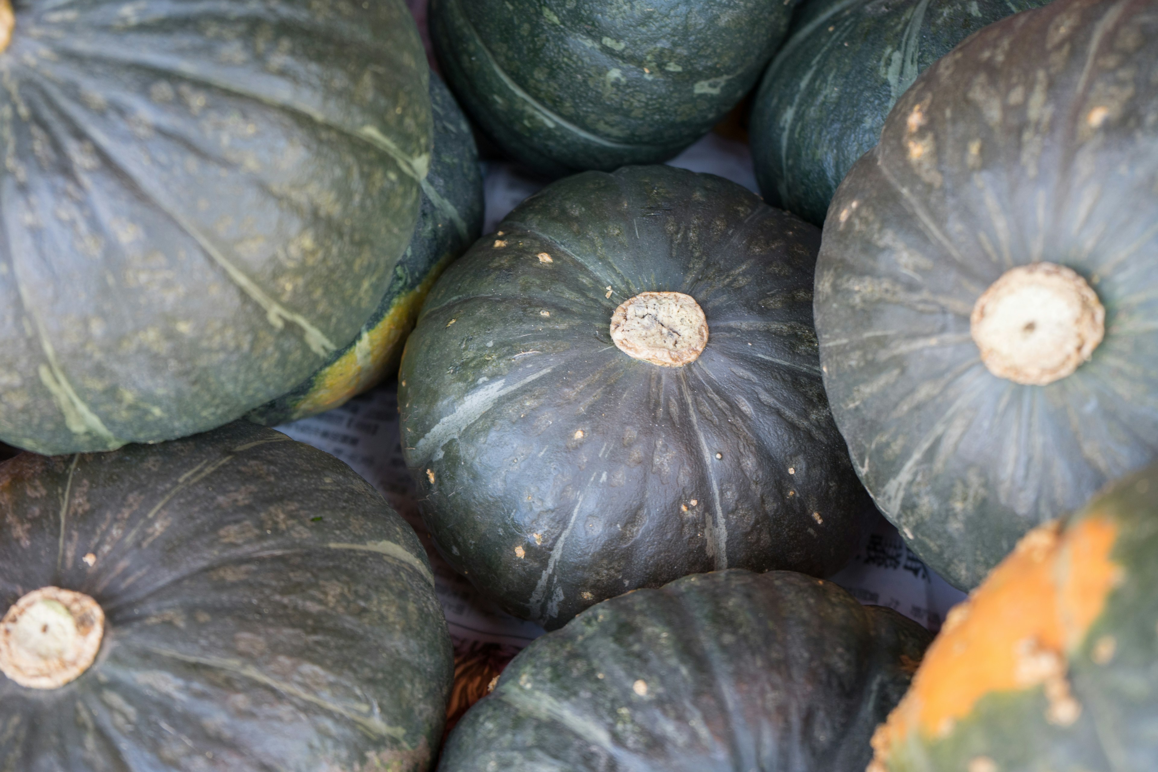 Green pumpkins stacked together with varying sizes