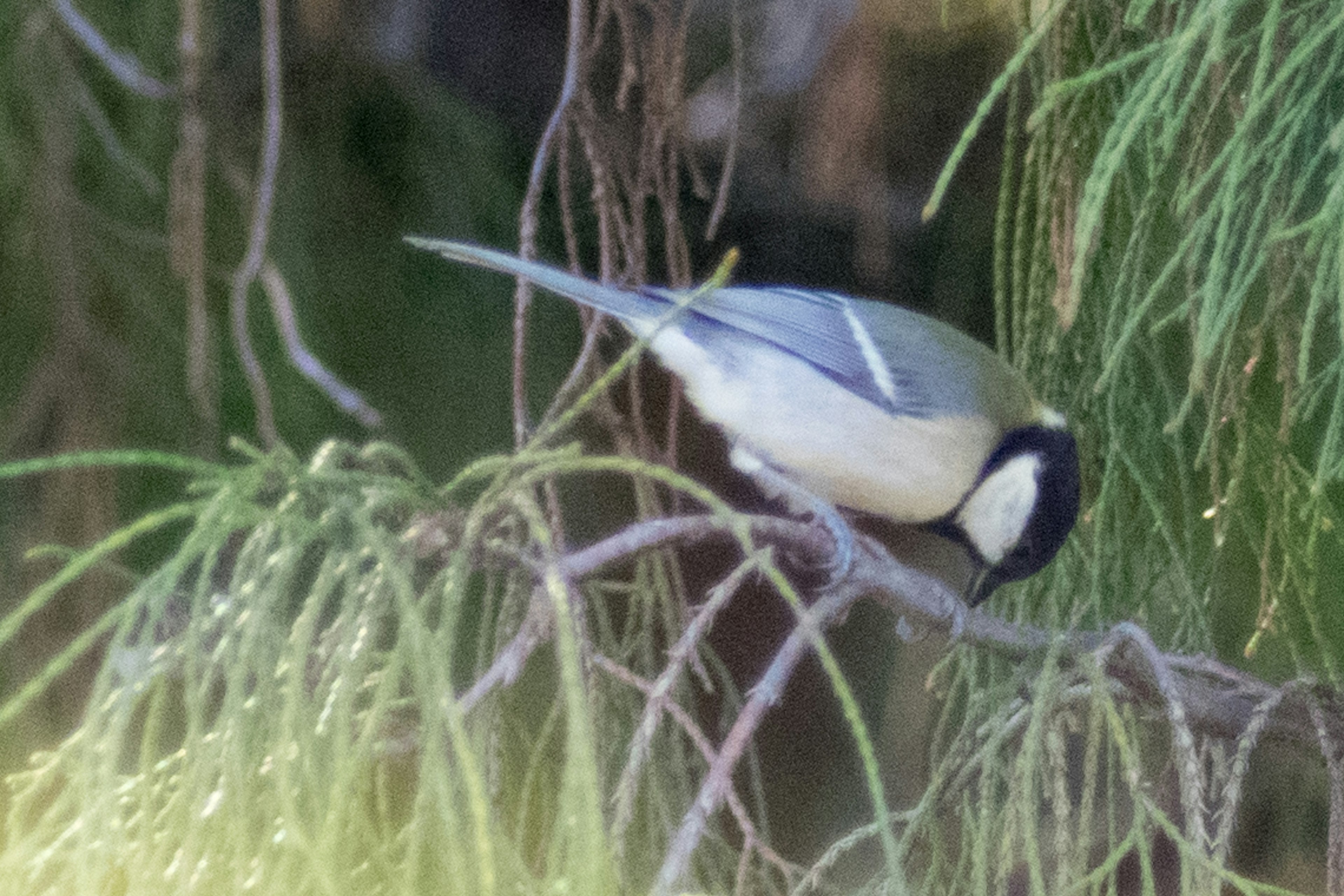 Une mésange charbonnière perchée sur une branche regardant vers le bas