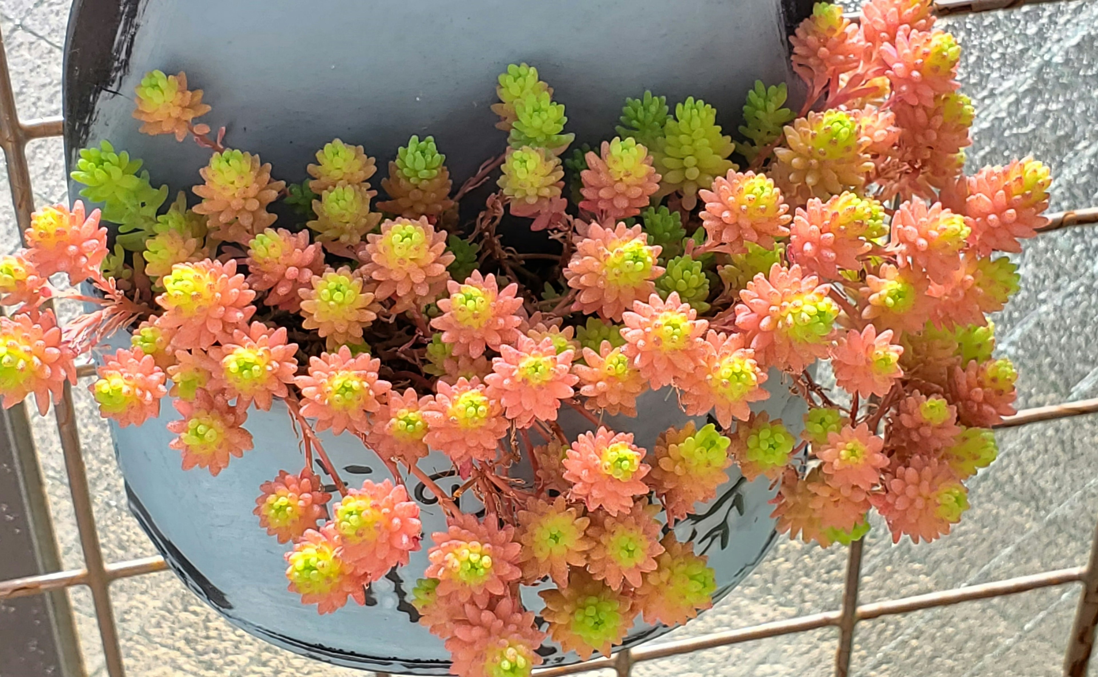 Succulent berwarna pink dan hijau yang cerah tergantung dari pot