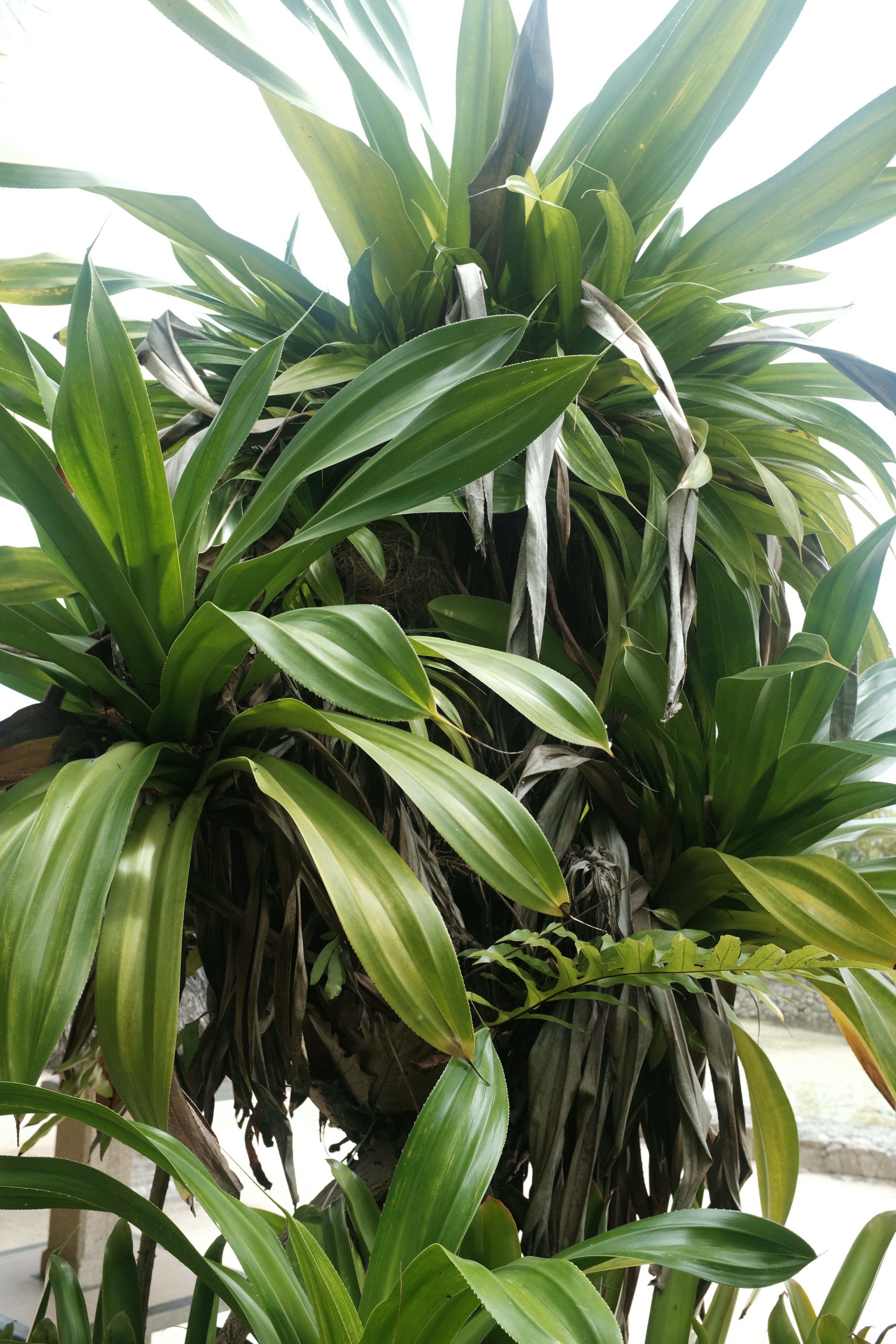 Plantas verdes exuberantes con formas de hojas variadas