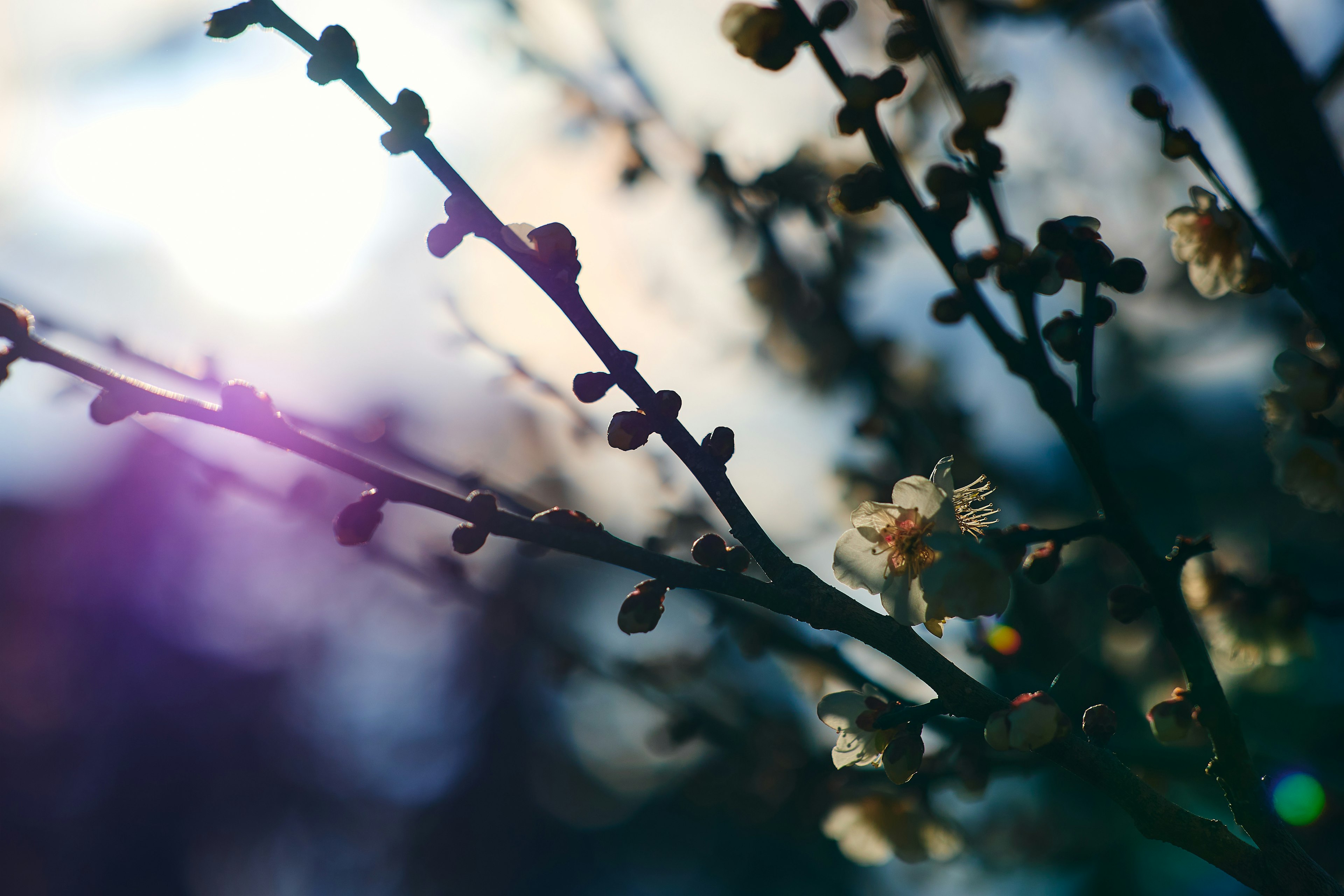 Branches délicates avec des fleurs en fleurs et une lumière douce