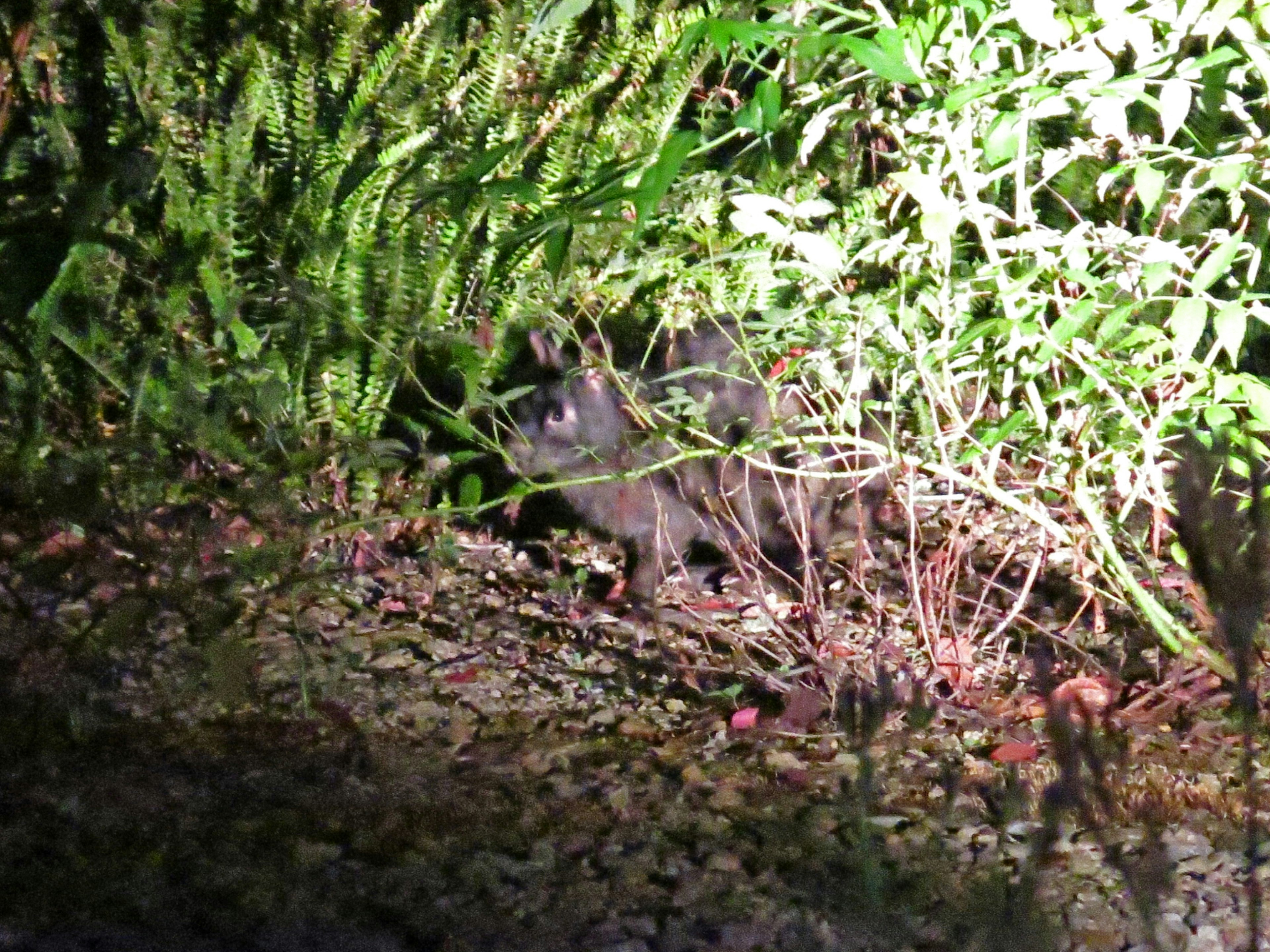 夜の森の中にいる動物の姿が見える