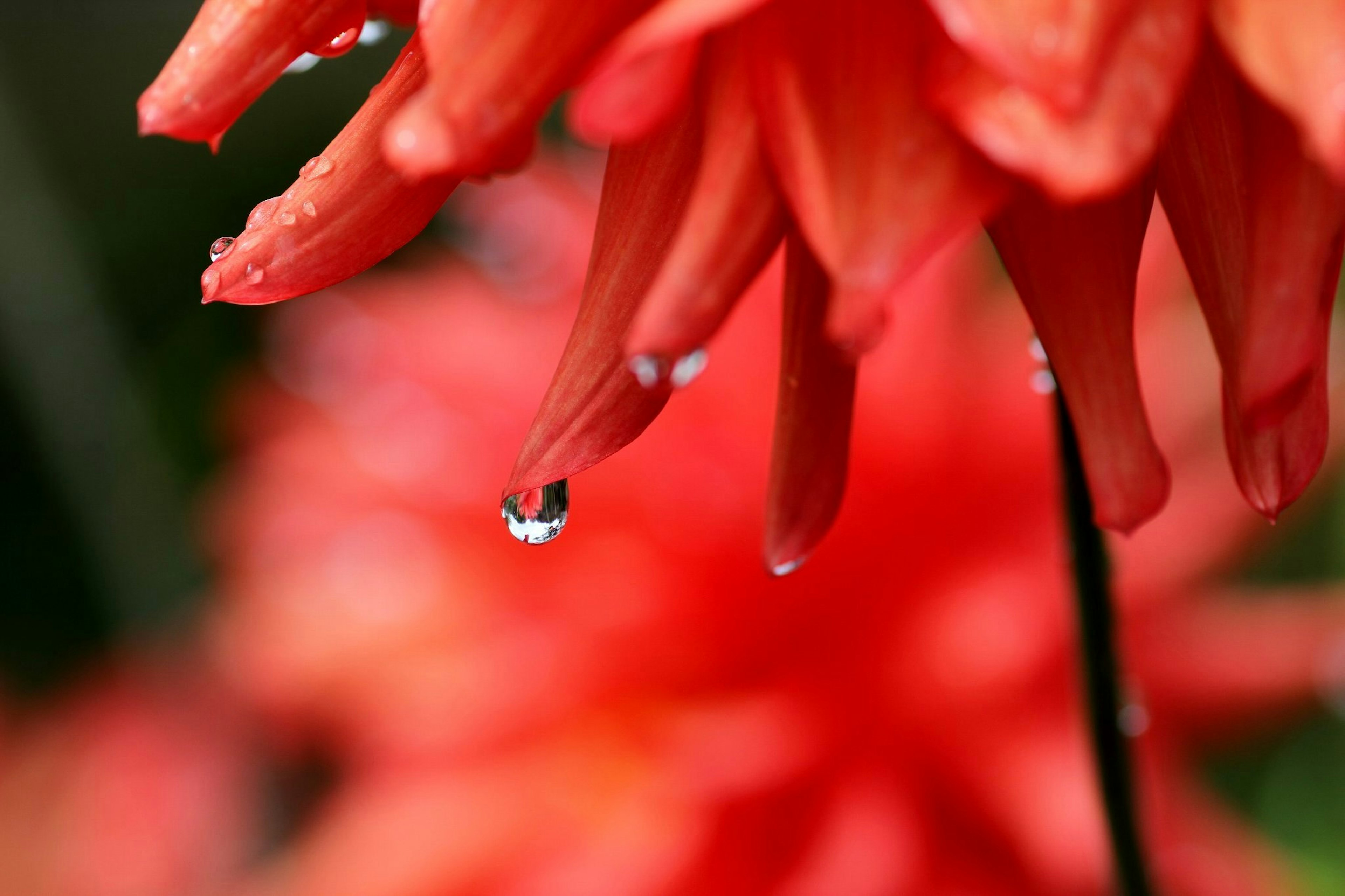 Gros plan sur des pétales de fleur rouges avec une goutte d'eau