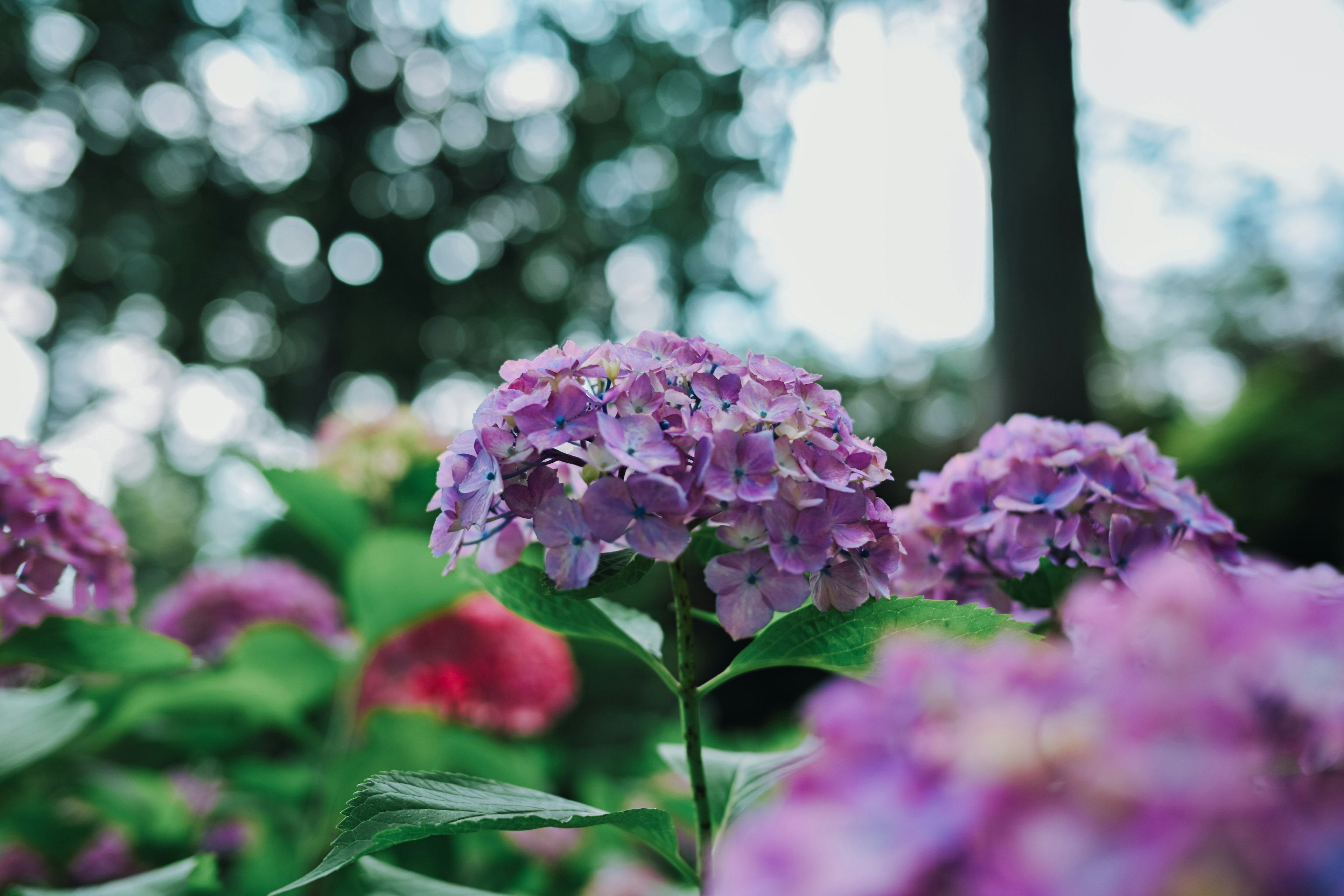 Close-up of purple hydrangea flowers with blurred green trees in the background