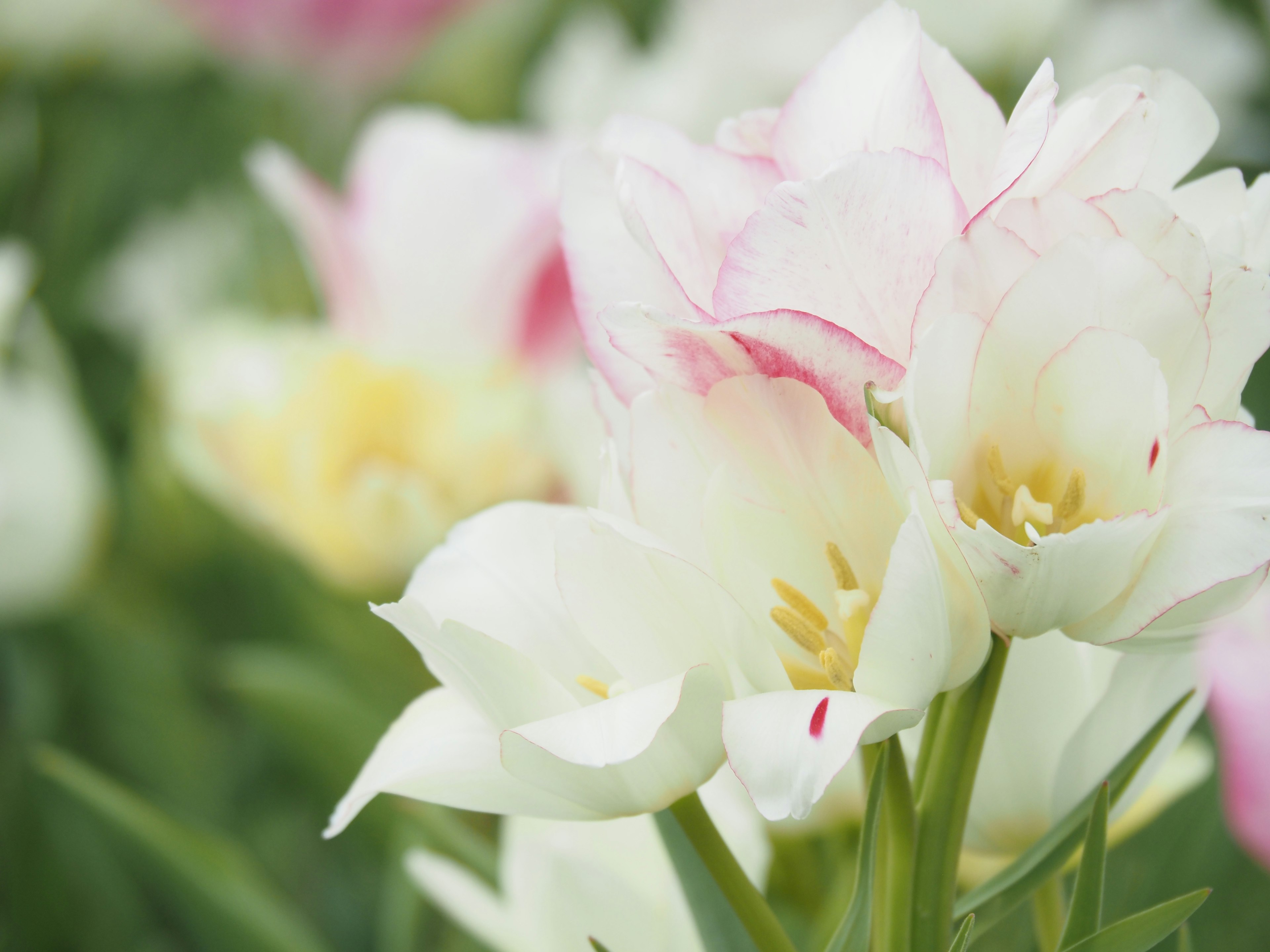 Kedekatan bunga tulip putih dan merah muda yang sedang mekar di taman