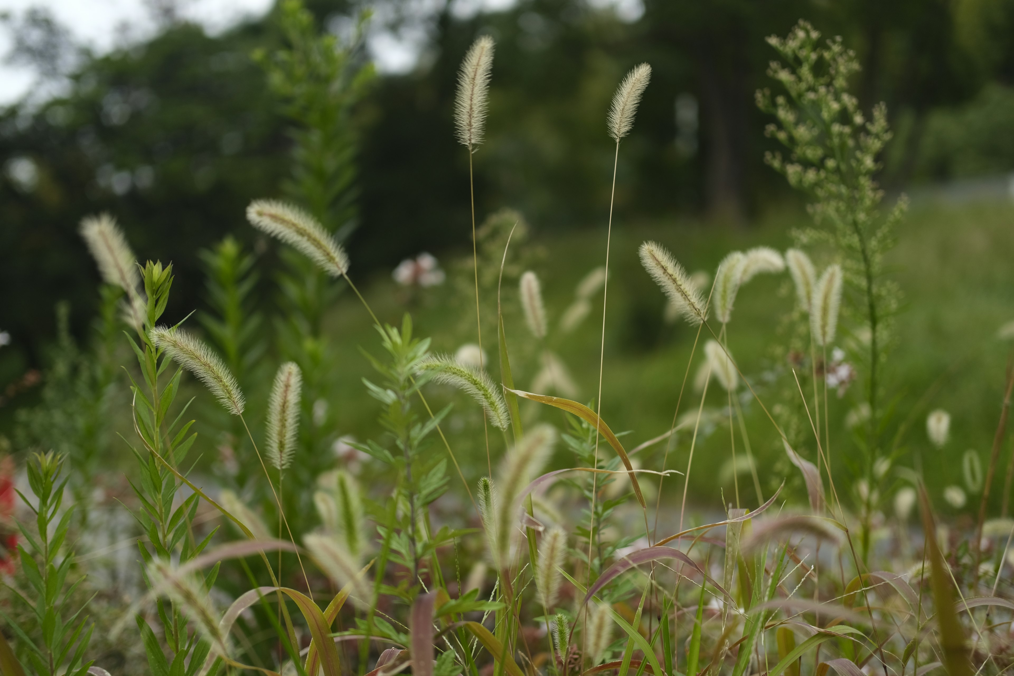 Nahaufnahme von verschiedenen Gräsern und Blumen auf einer grünen Wiese