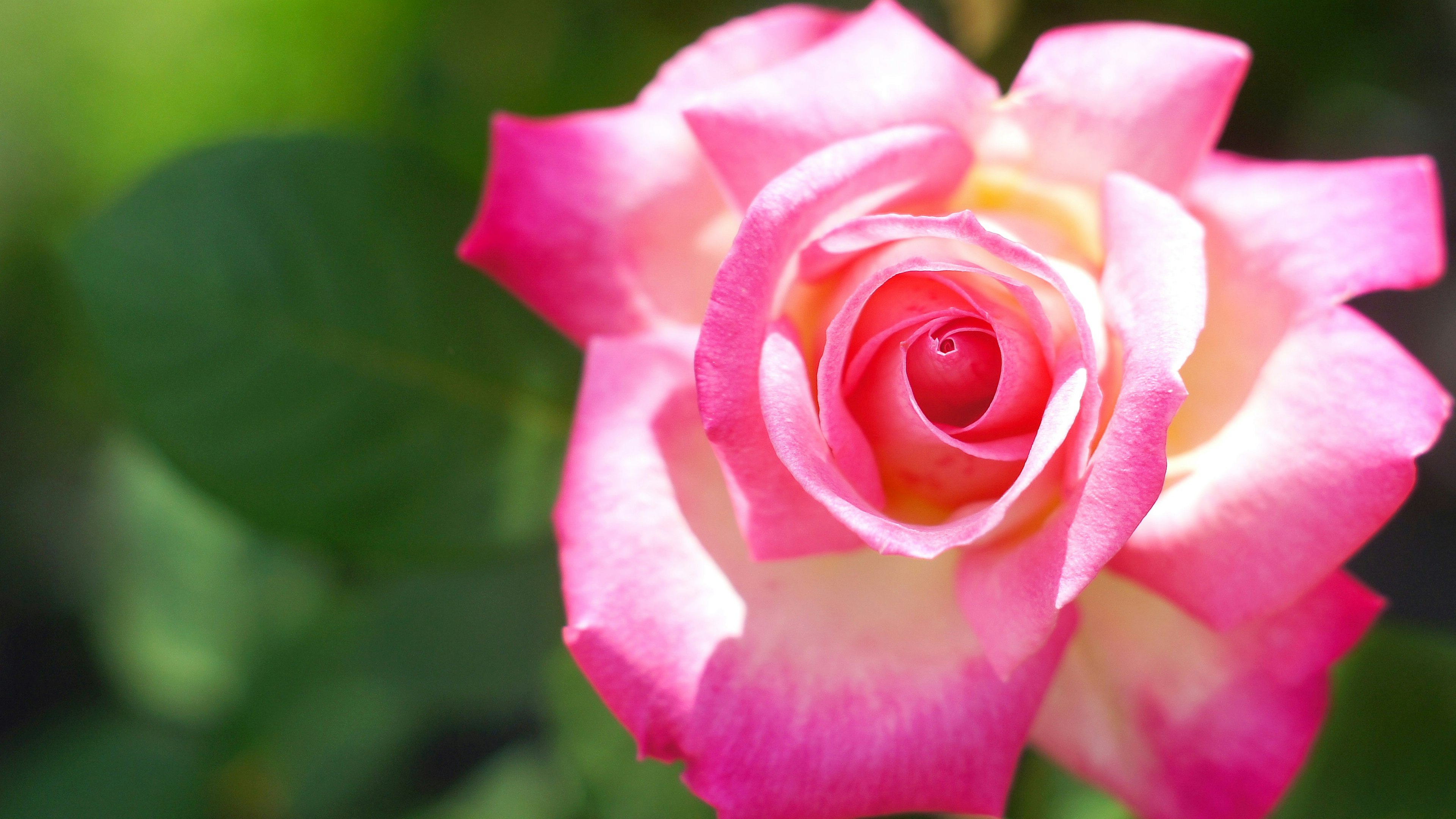 A beautiful pink and cream rose blooming among green leaves