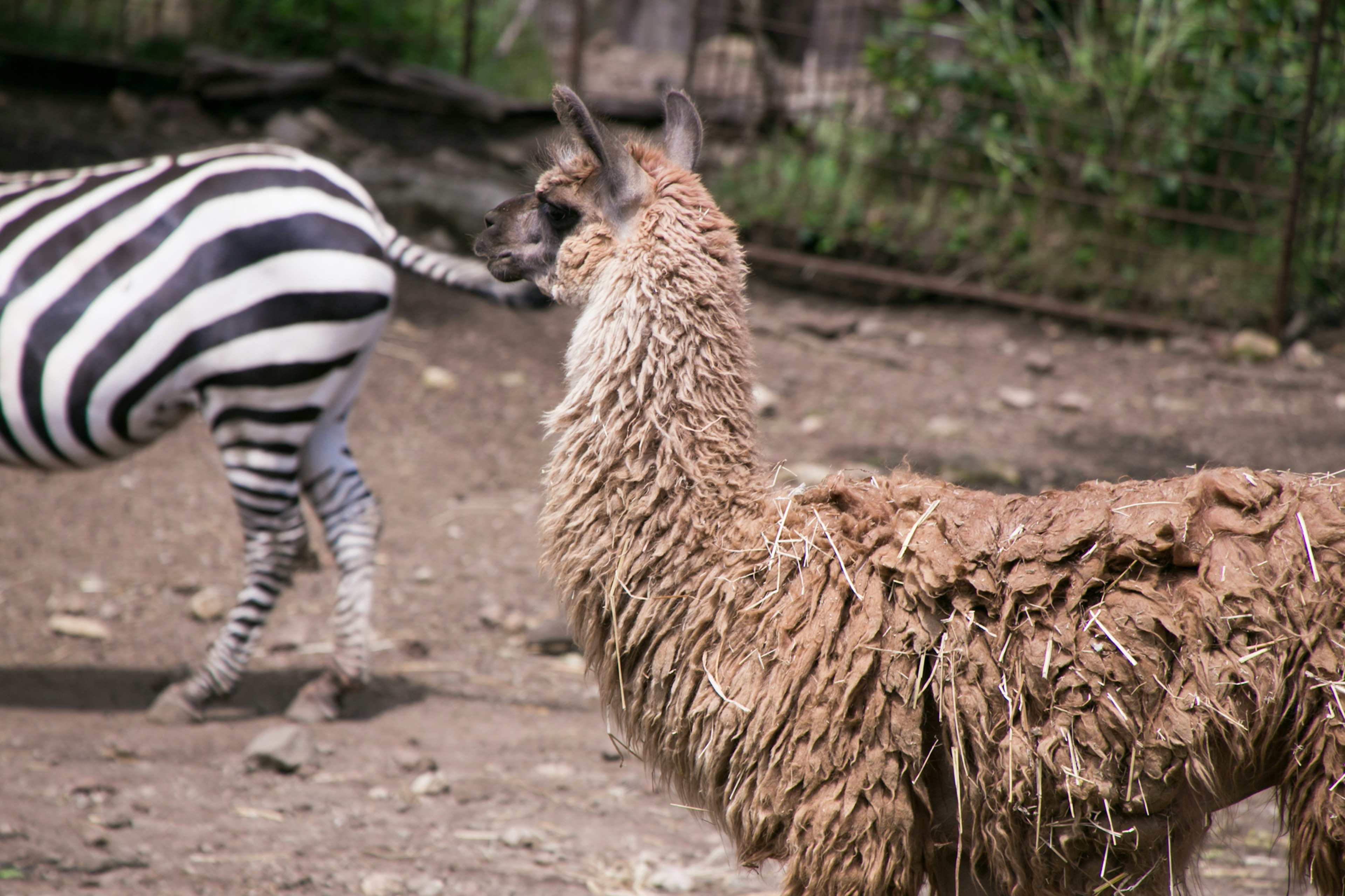 Seekor llama yang ditutupi bulu coklat di samping zebra bergaris dalam pengaturan alami