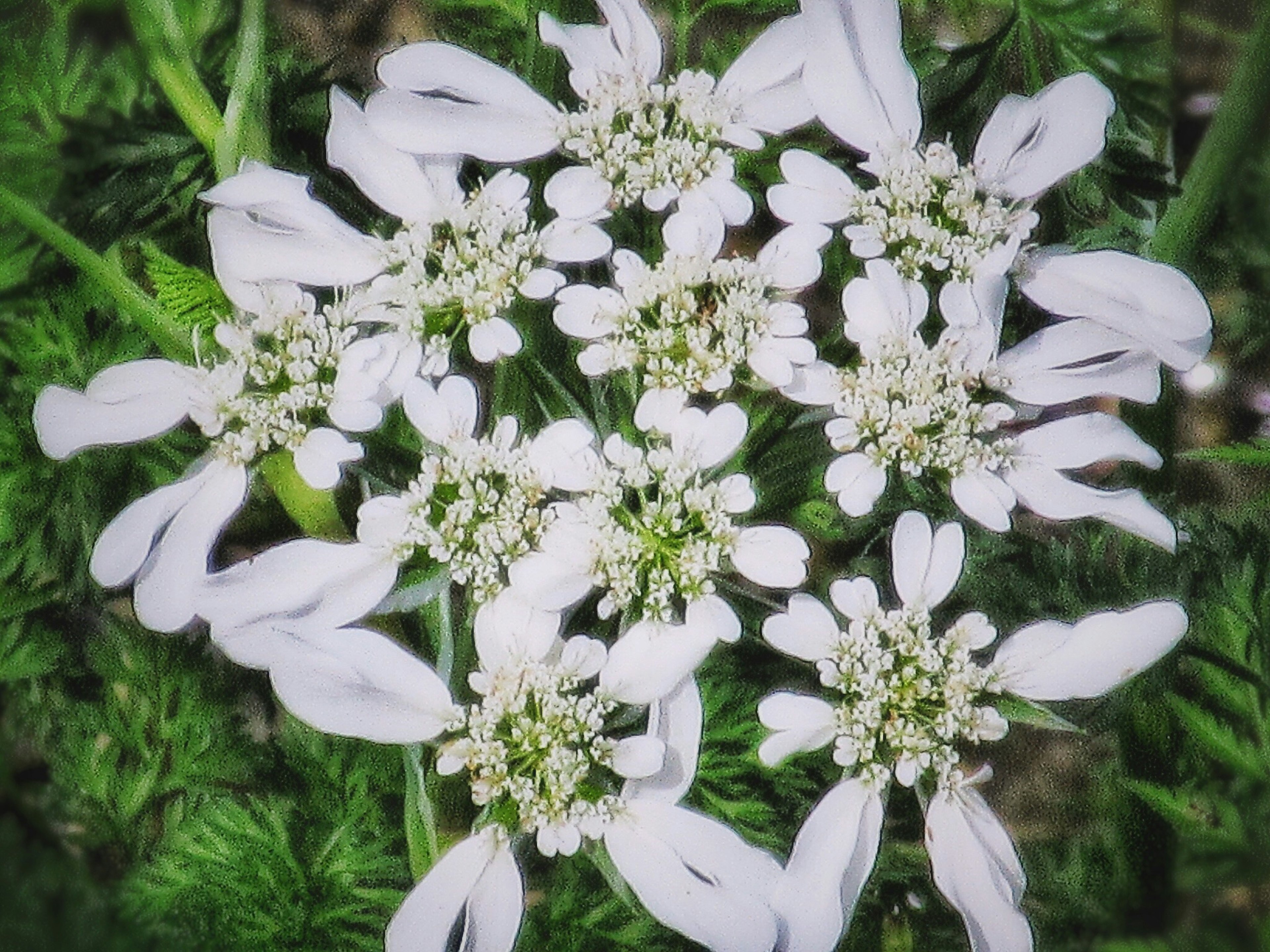 Cluster of delicate white flowers with green foliage in the background