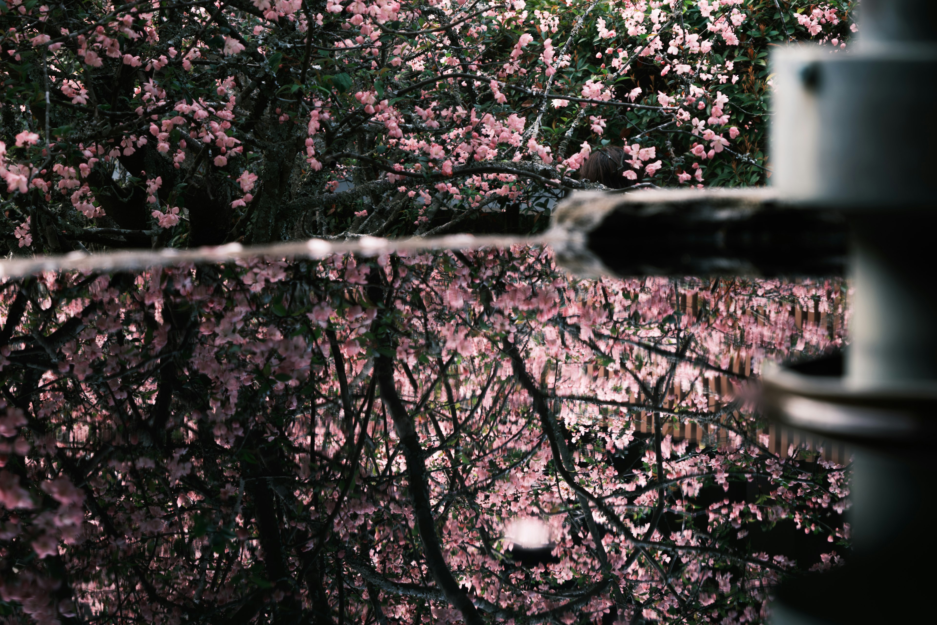 A beautiful scene of flowing water reflecting cherry blossoms