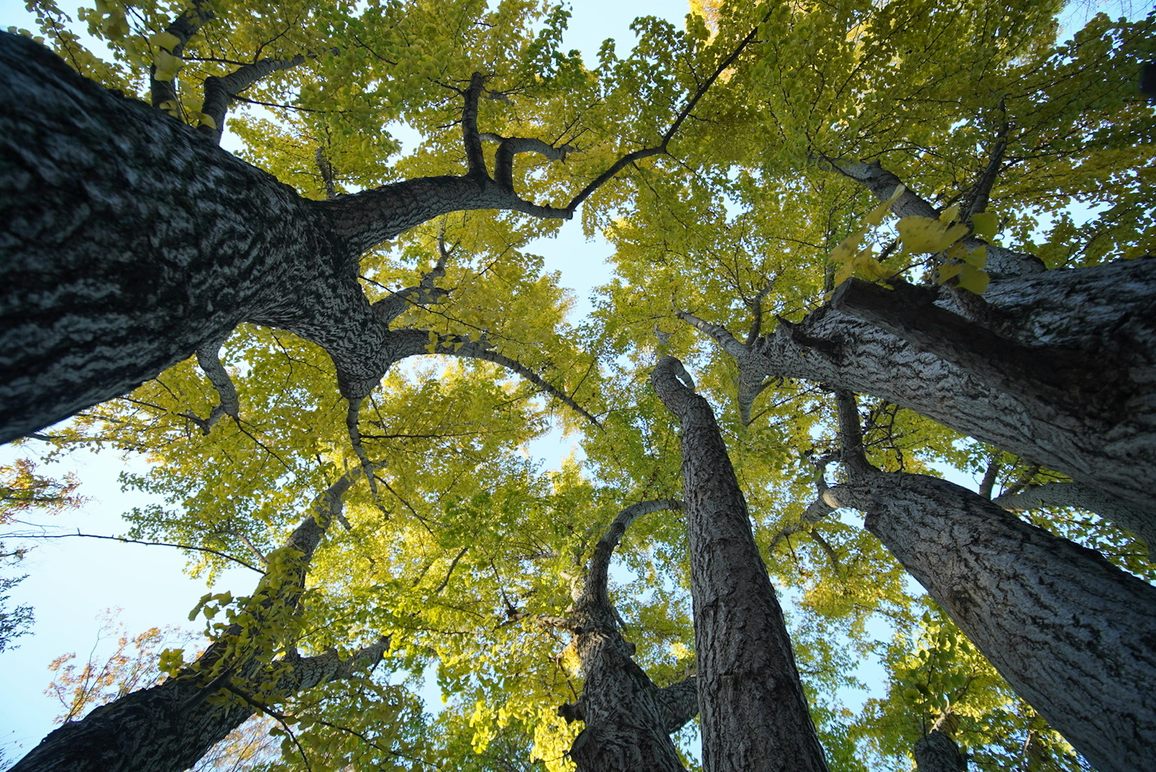 View of the sky through tall trees with abundant green leaves