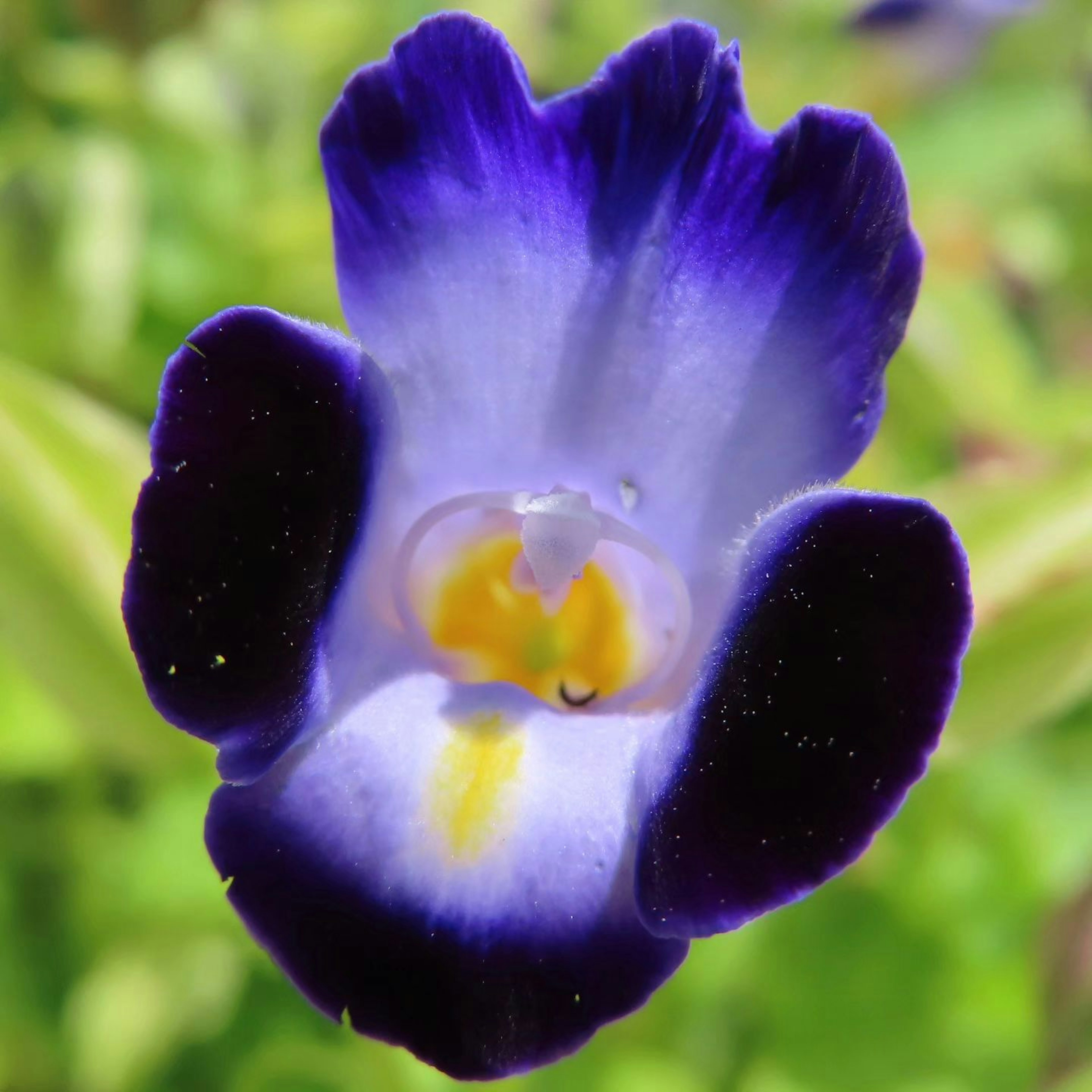 Acercamiento de una flor con pétalos morados vibrantes y un centro amarillo