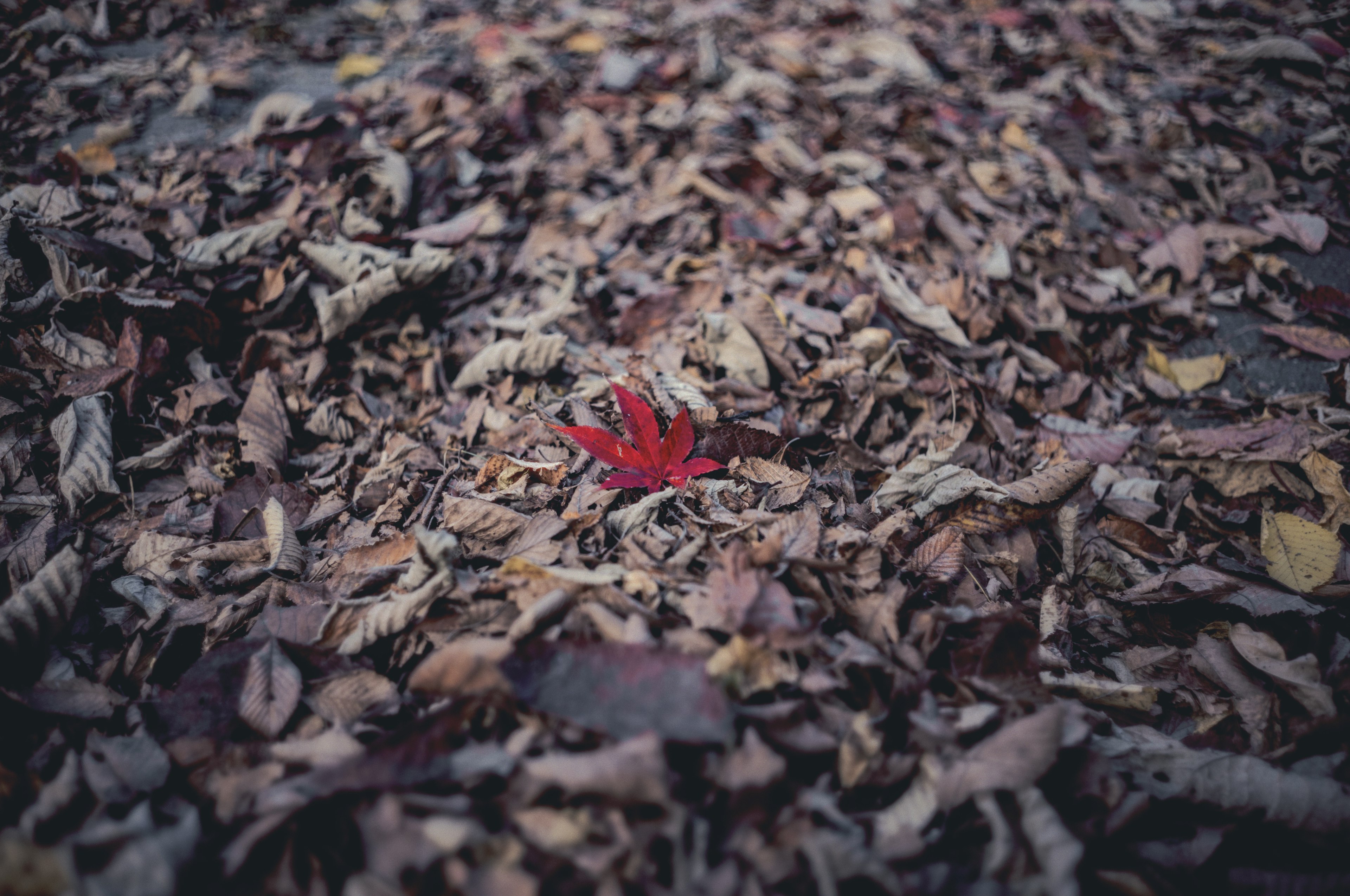 A single red leaf among a pile of brown leaves