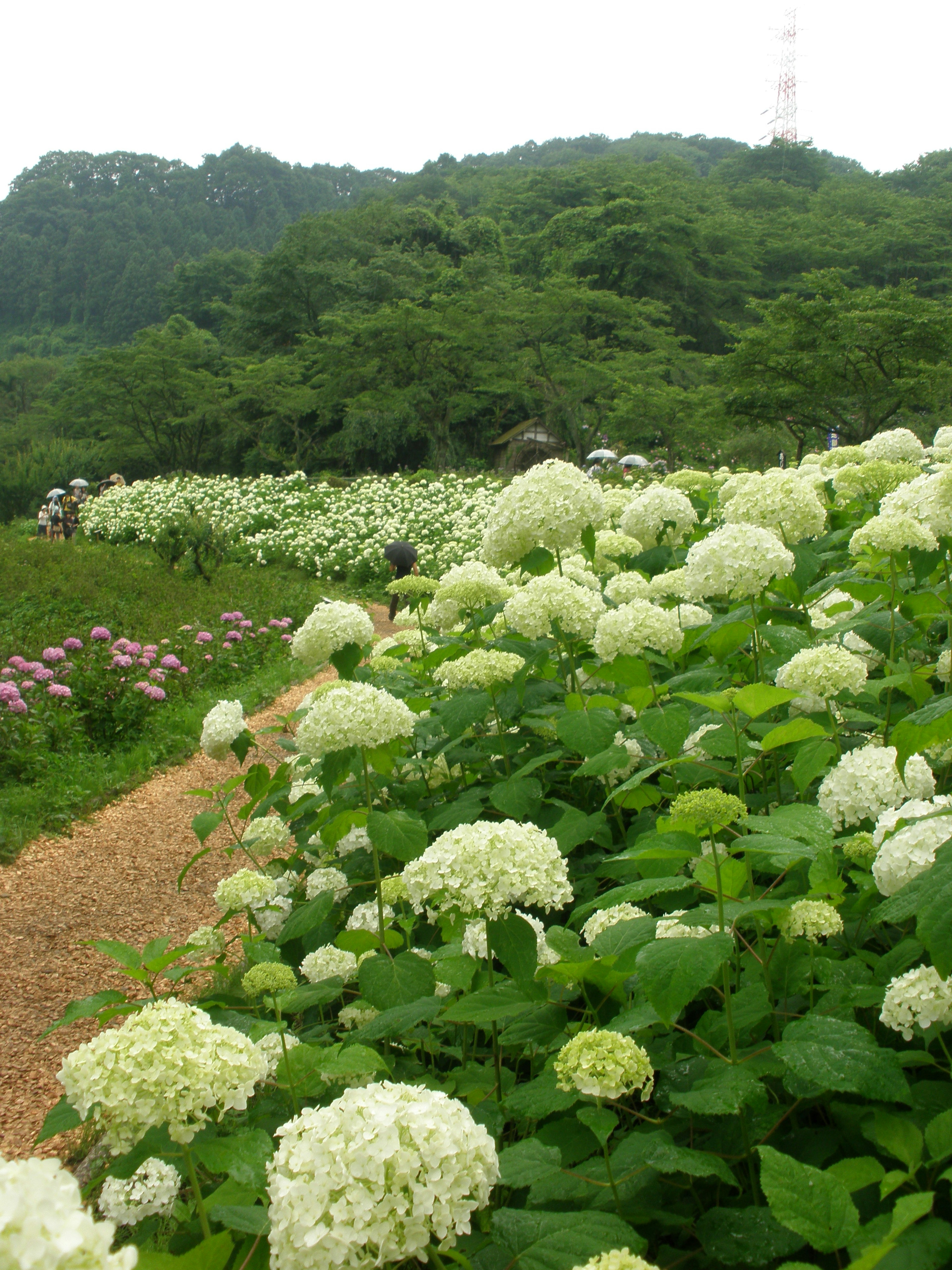 Paysage avec des hortensias blancs en fleurs sur des collines vertes et un chemin sinueux