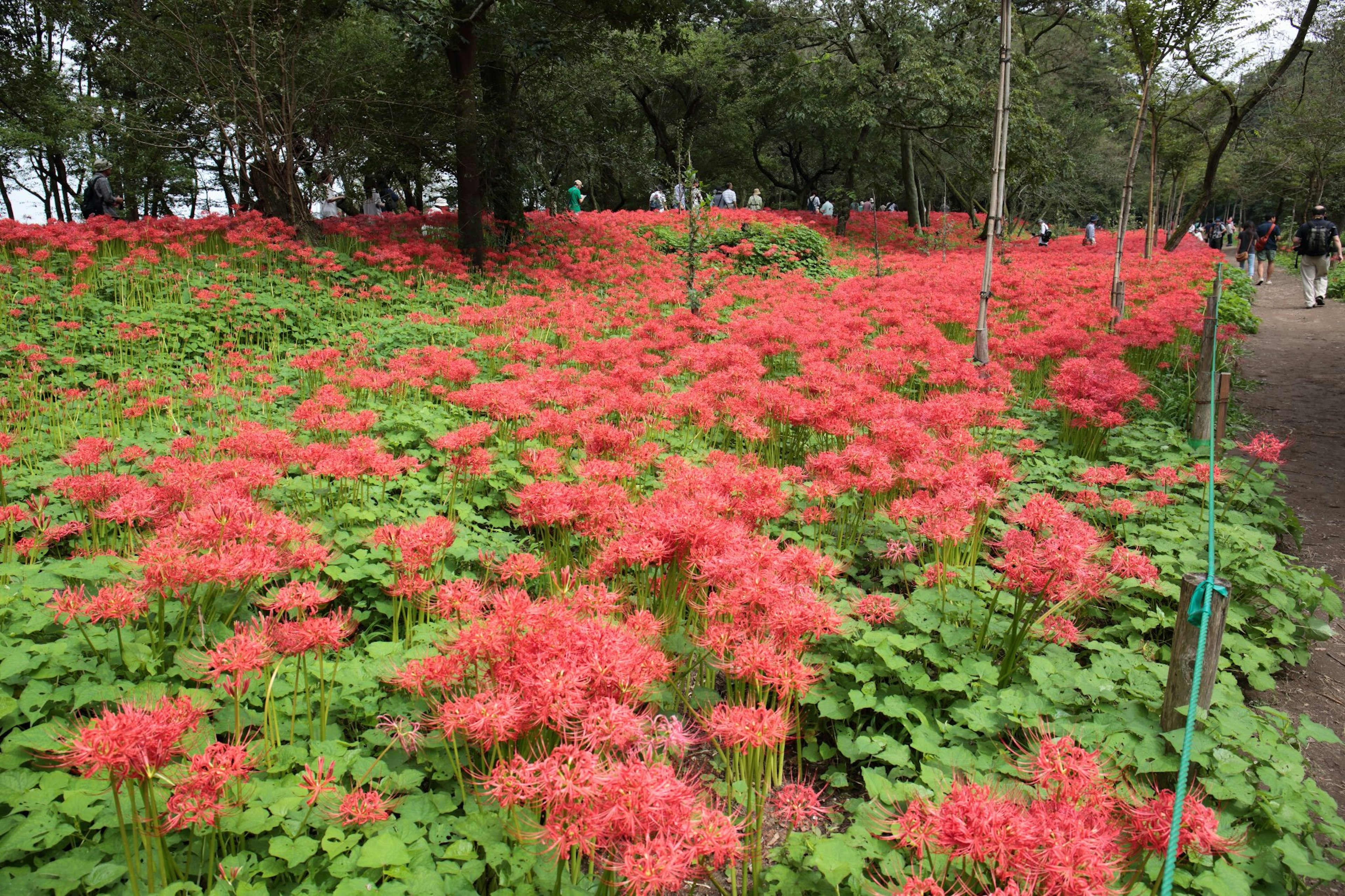 A vibrant field of red spider lilies surrounded by lush greenery