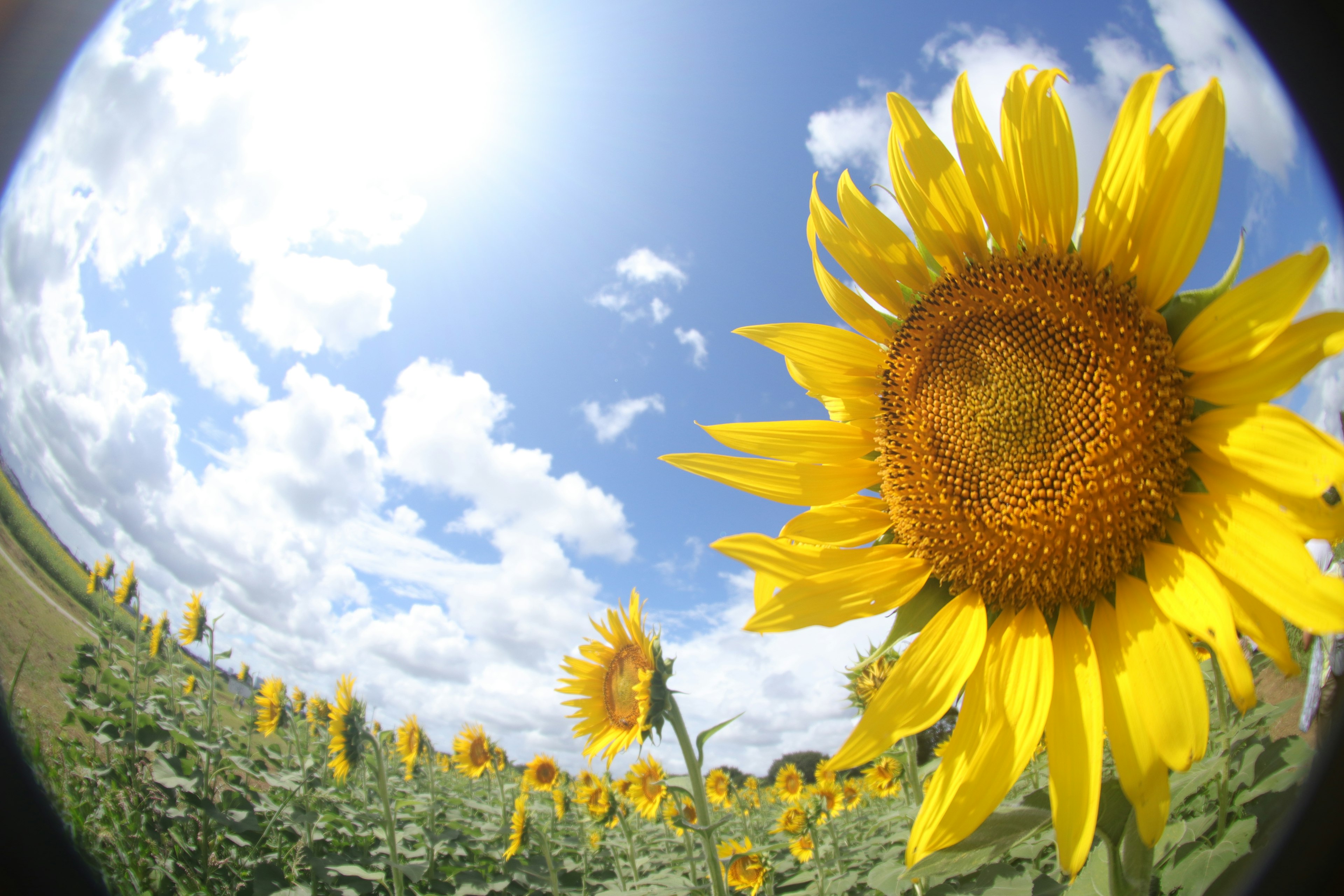 Un gran girasol en flor bajo un cielo azul con nubes esponjosas y un campo de girasoles