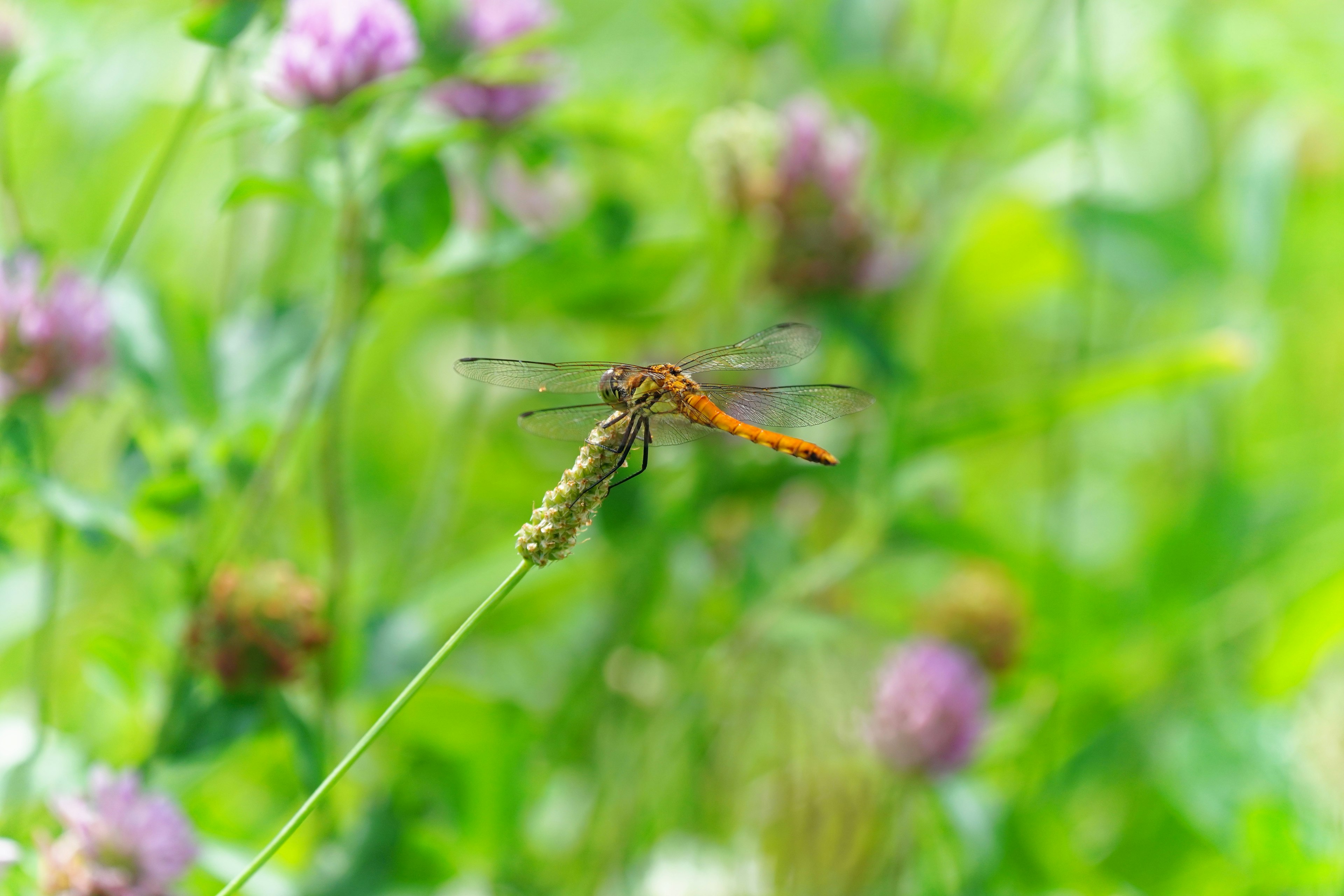 色鮮やかなトンボが草の上で静止している背景には緑と紫の花が広がる