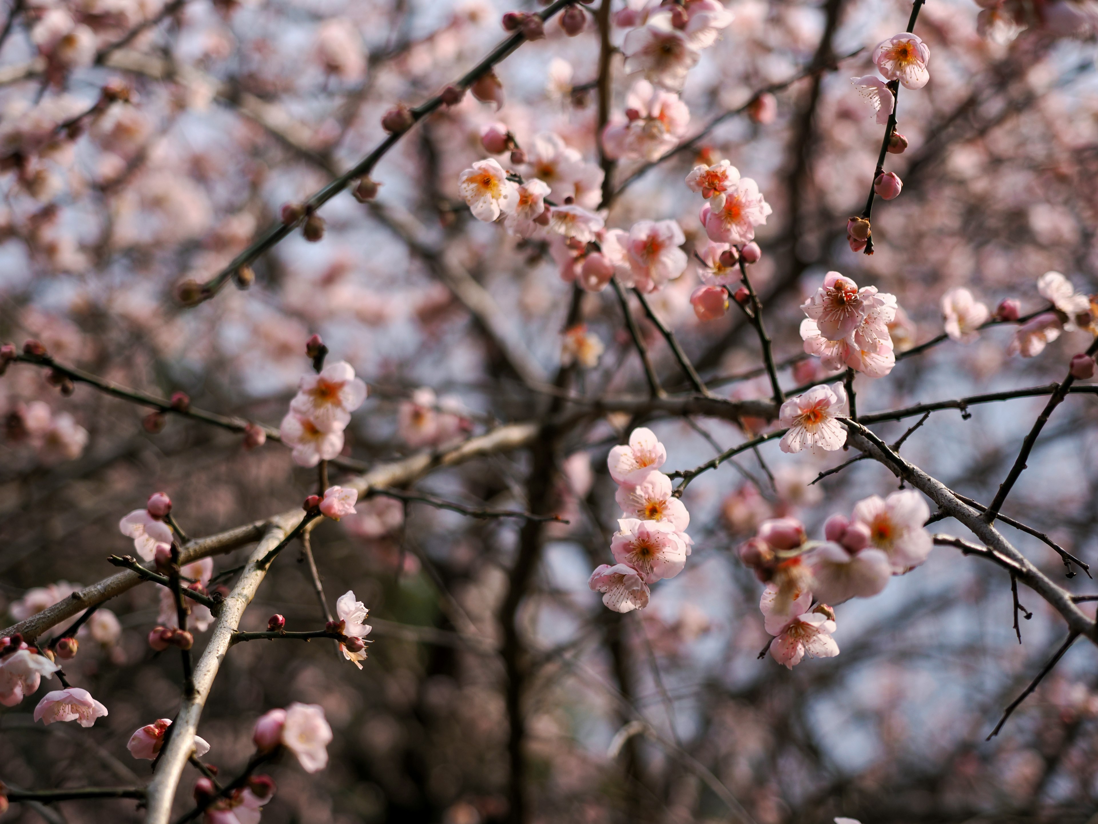 Nahaufnahme von zartrosa Kirschblüten an Zweigen