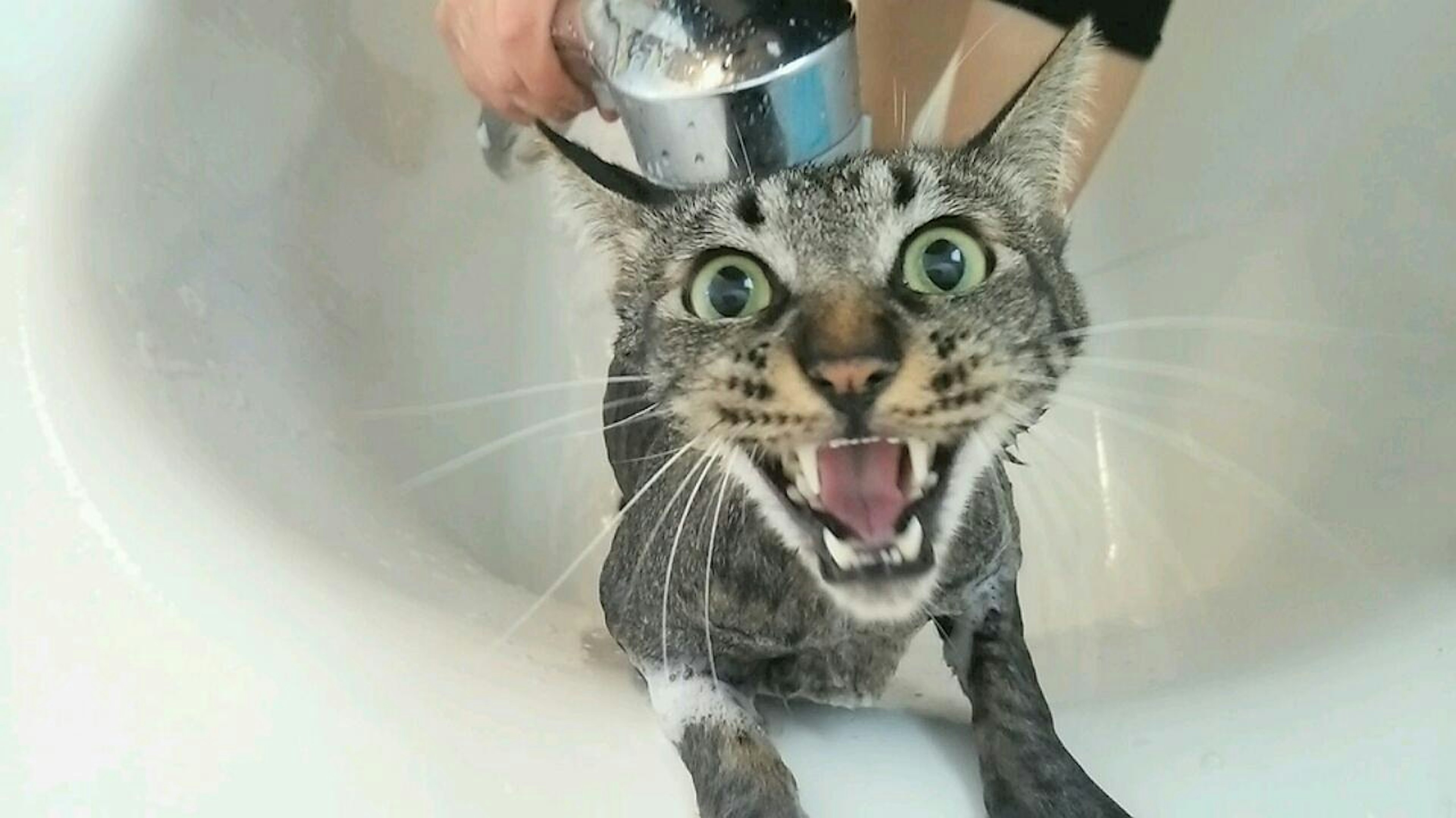 A cat in a bathtub experiencing a shower with a startled expression