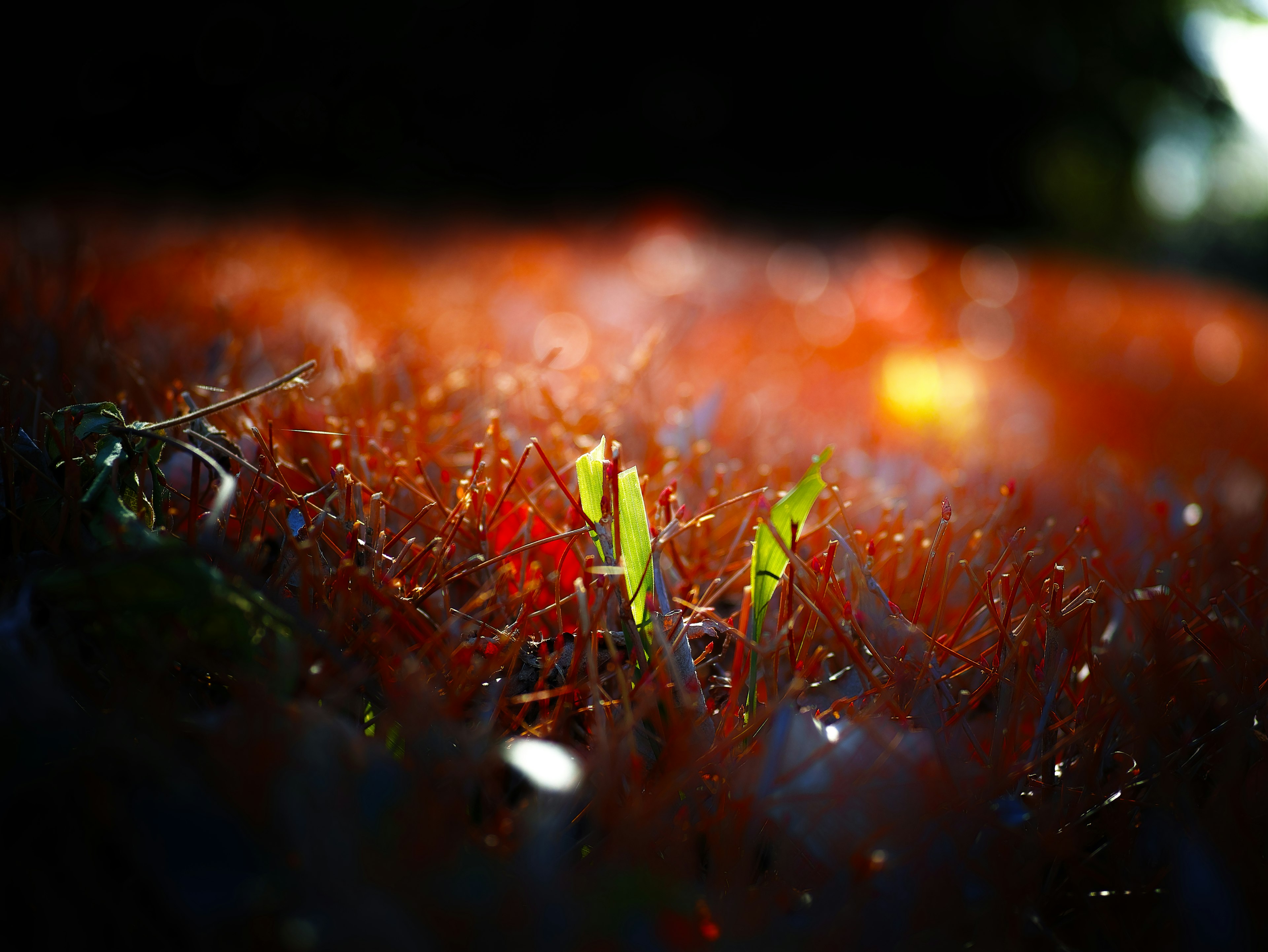 Image of green grass growing among red seaweed