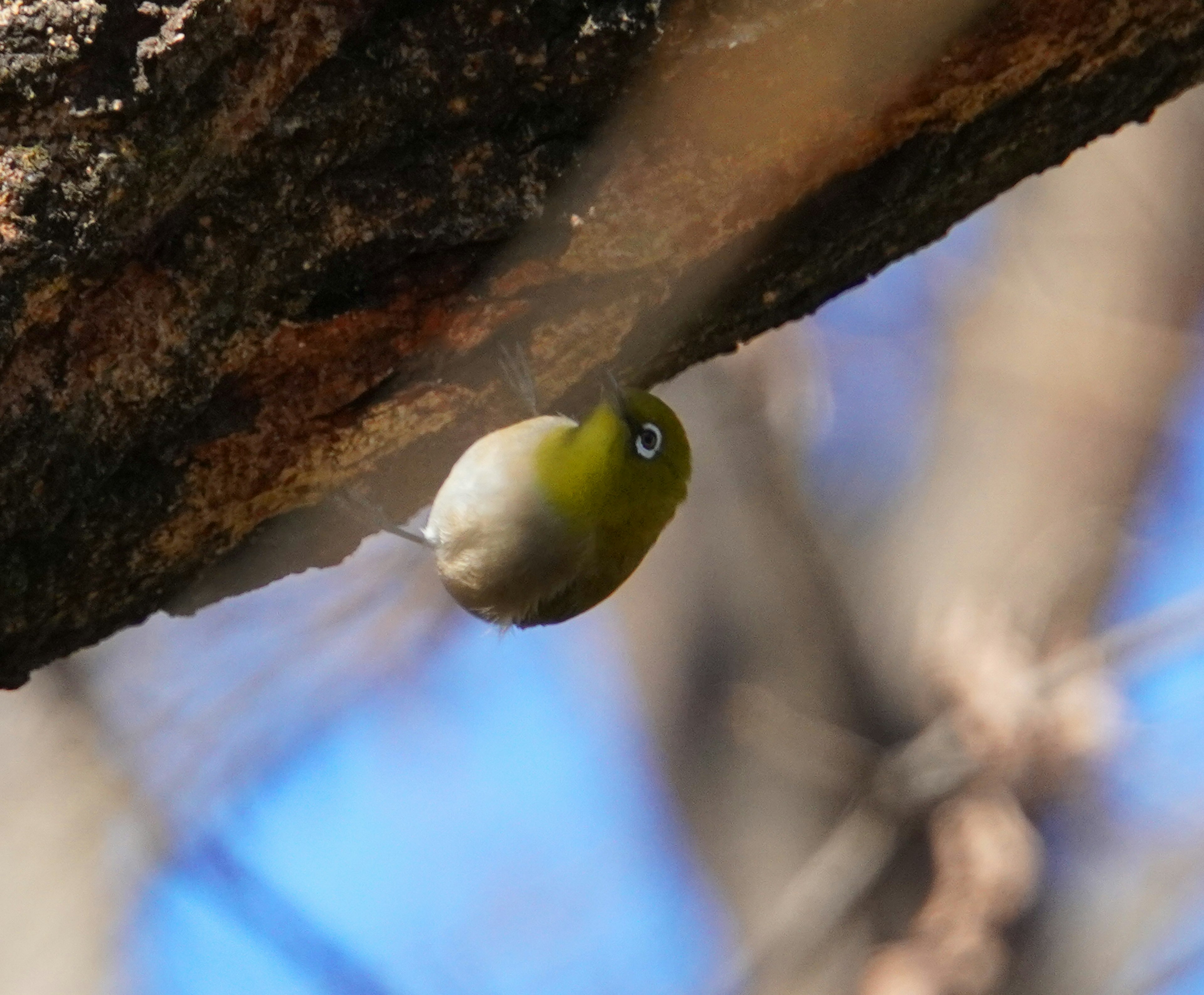 Small green bird hanging from a tree branch