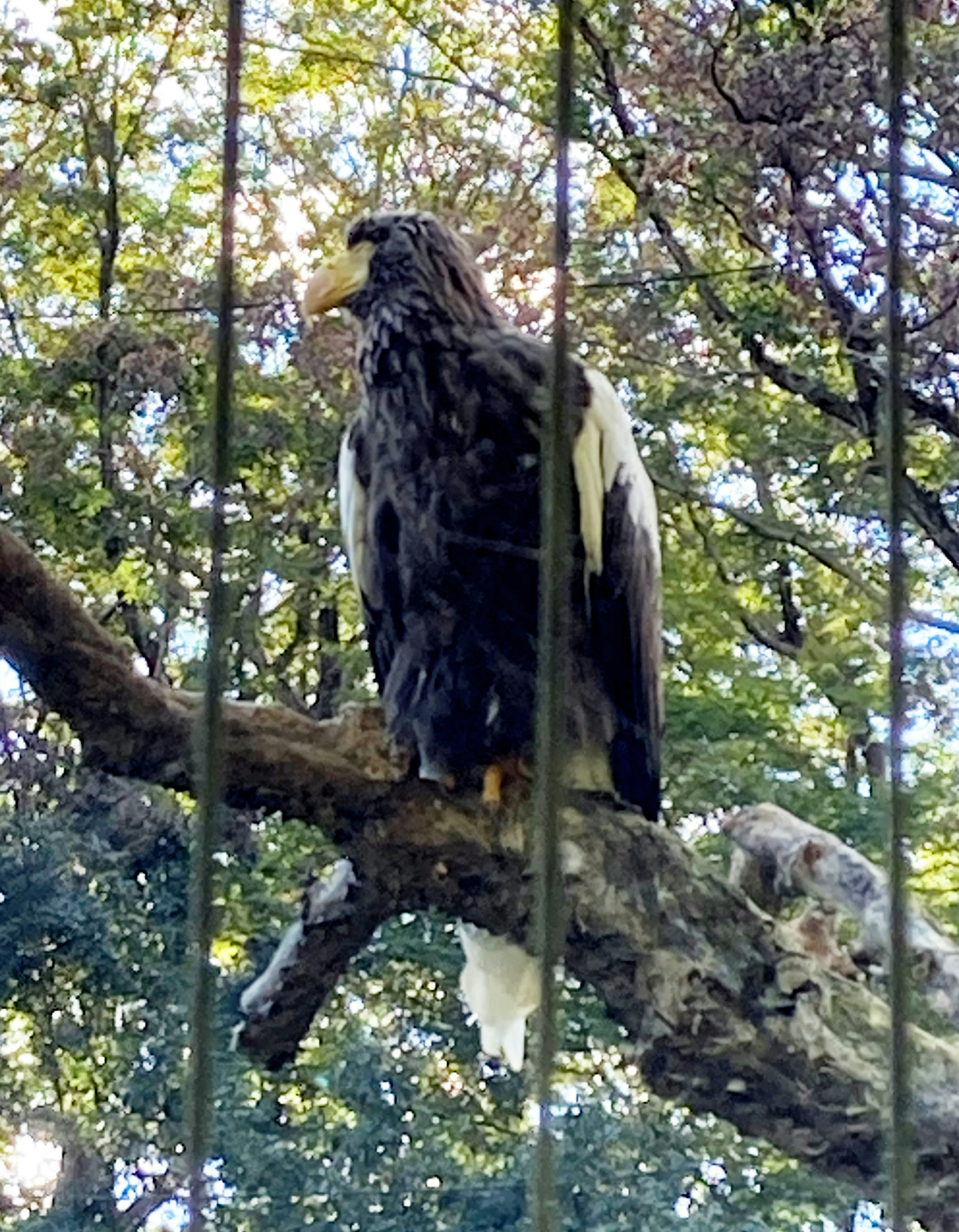 Aquila di Steller posata su un ramo d'albero che mostra il suo piumaggio distintivo