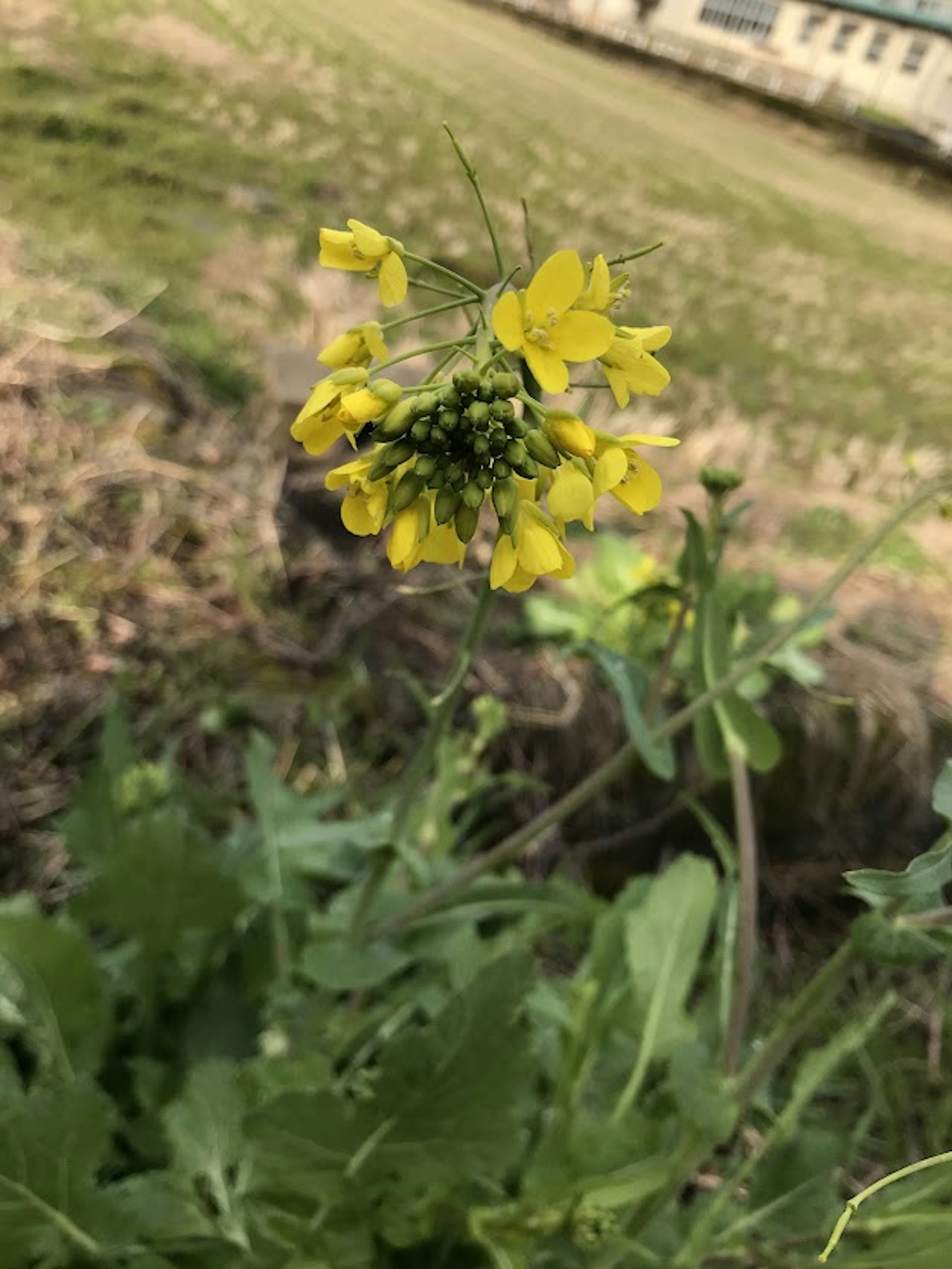 Primer plano de una planta con flores amarillas