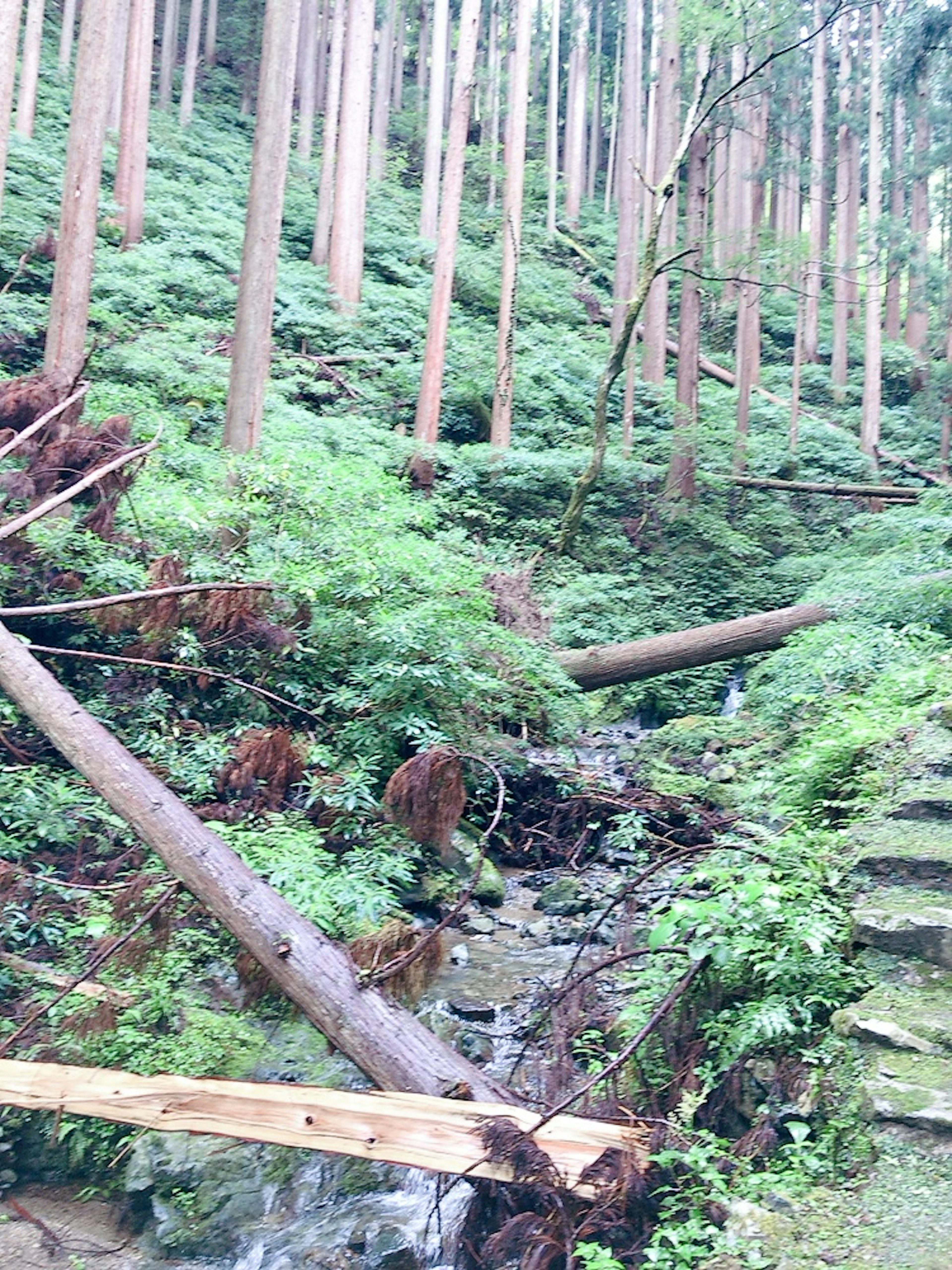 Vista escénica de un bosque frondoso con un arroyo y árboles caídos