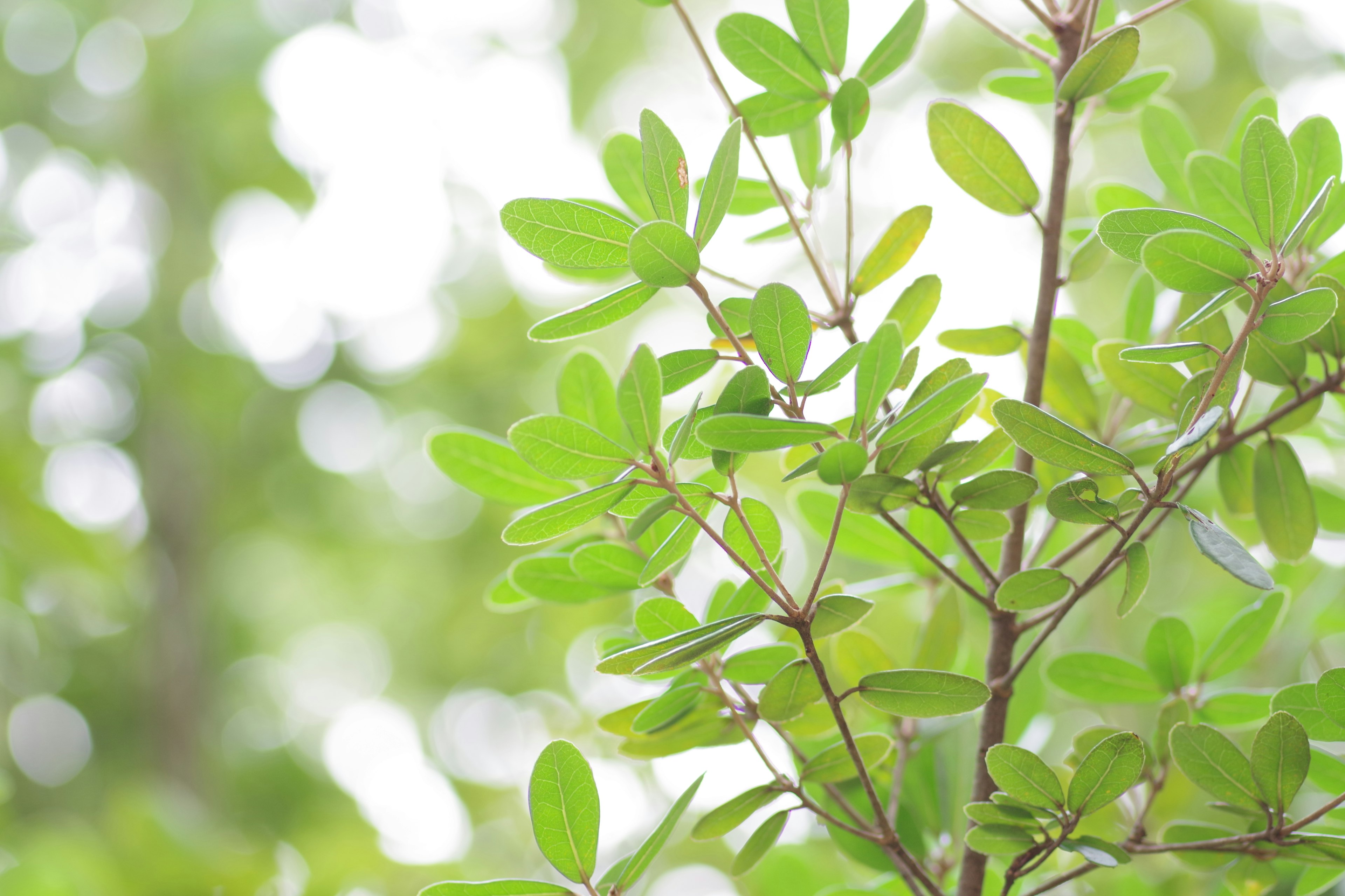 Primer plano de hojas verdes exuberantes en una planta