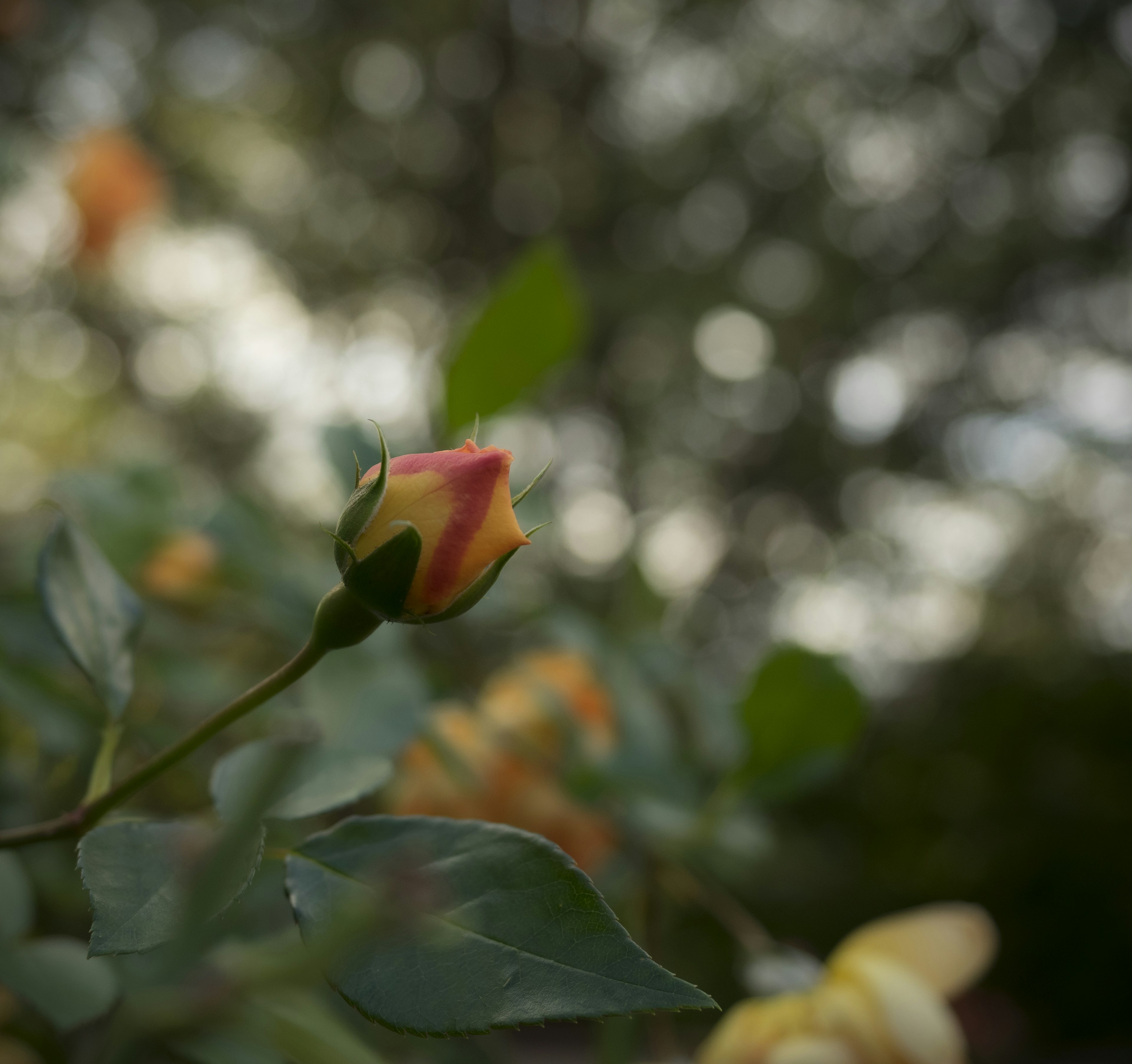 Un bocciolo di rosa vibrante con tonalità rosa e gialla su uno sfondo sfocato di foglie verdi