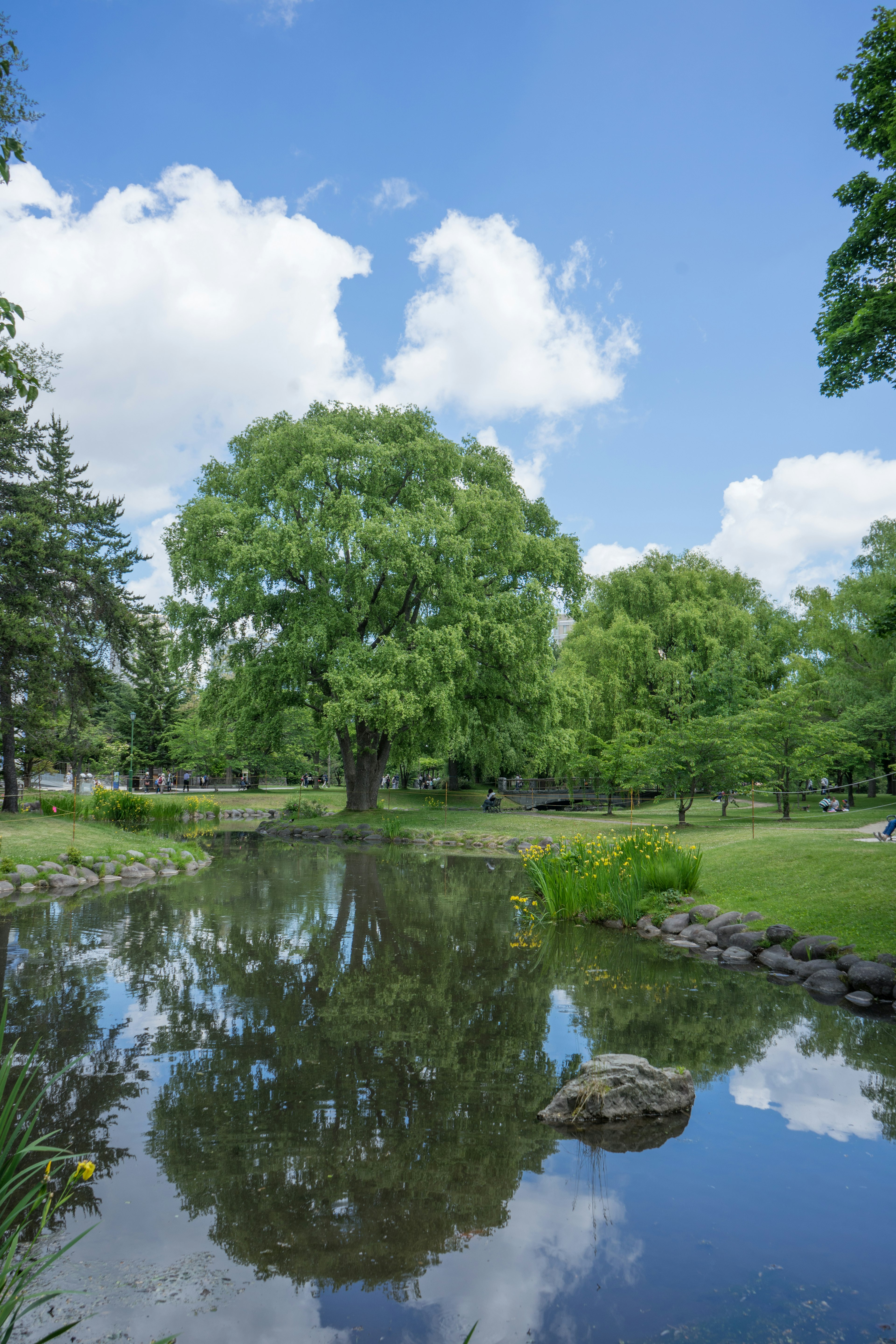 Ruhiger Teich, der den blauen Himmel und die weißen Wolken widerspiegelt, umgeben von üppigen grünen Bäumen