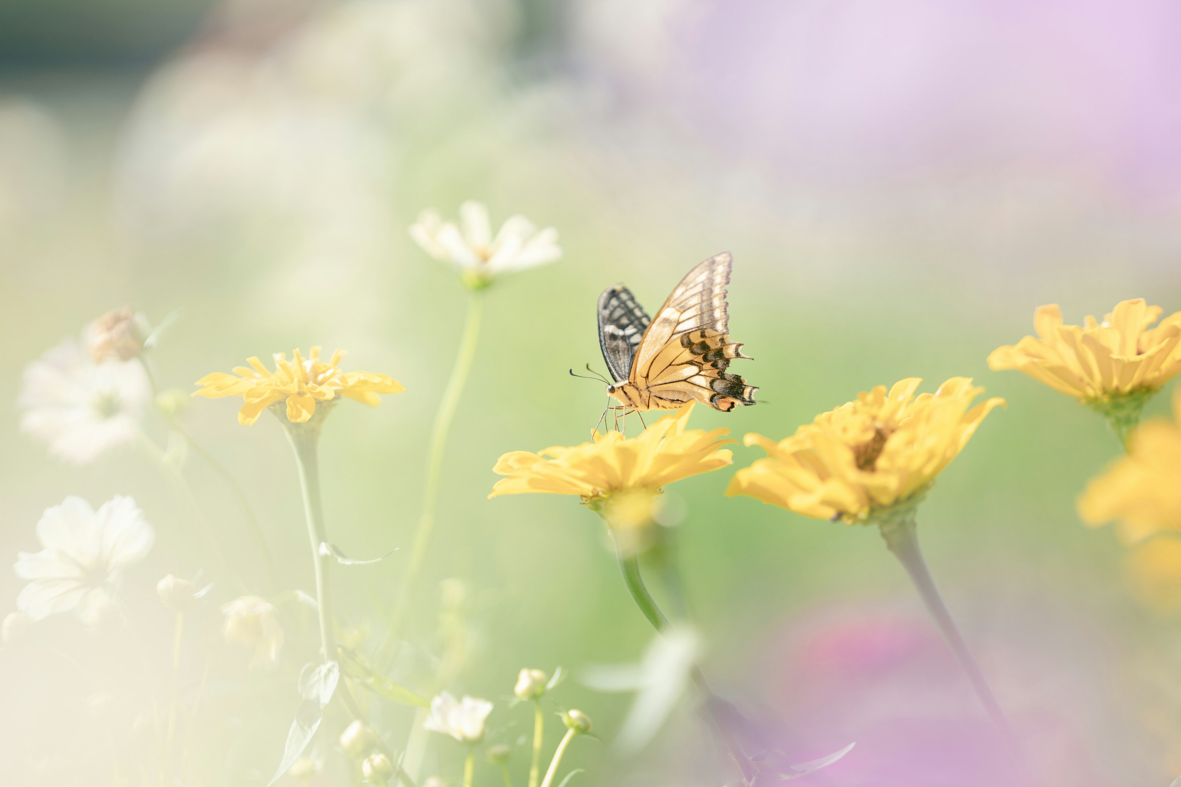 Mariposa posada sobre flores amarillas con un fondo floral suave