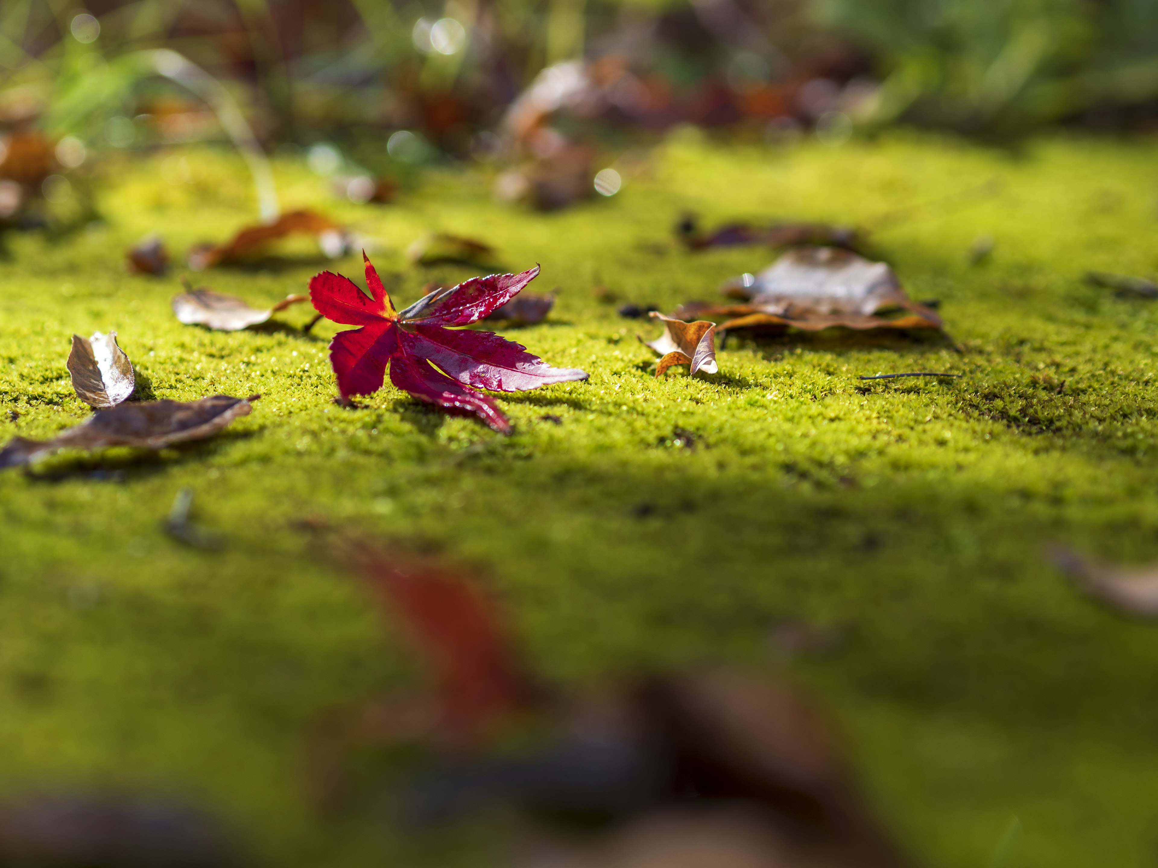 Une feuille rouge vibrante sur de la mousse verte entourée de feuilles mortes