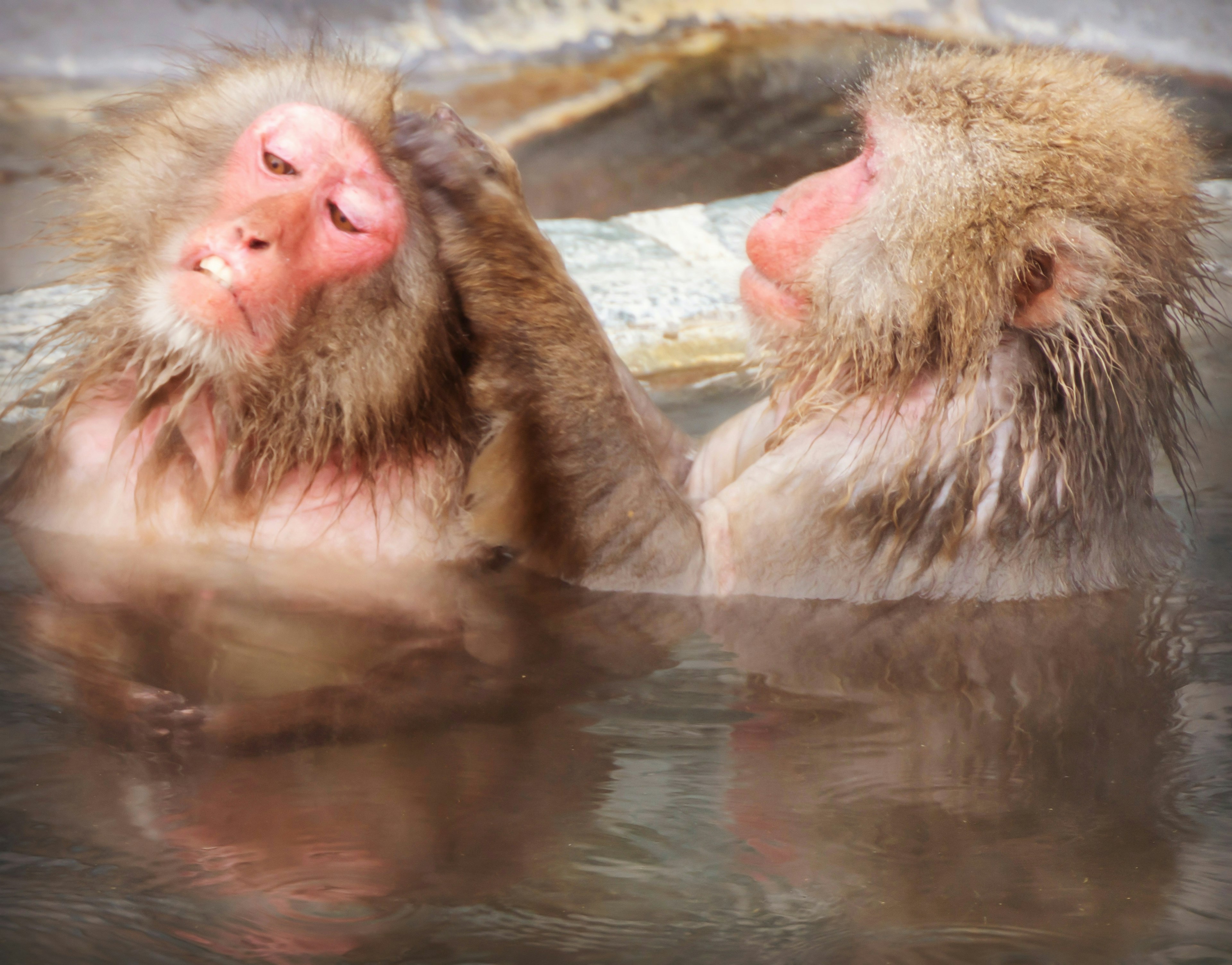 Deux singes se détendant dans une source chaude