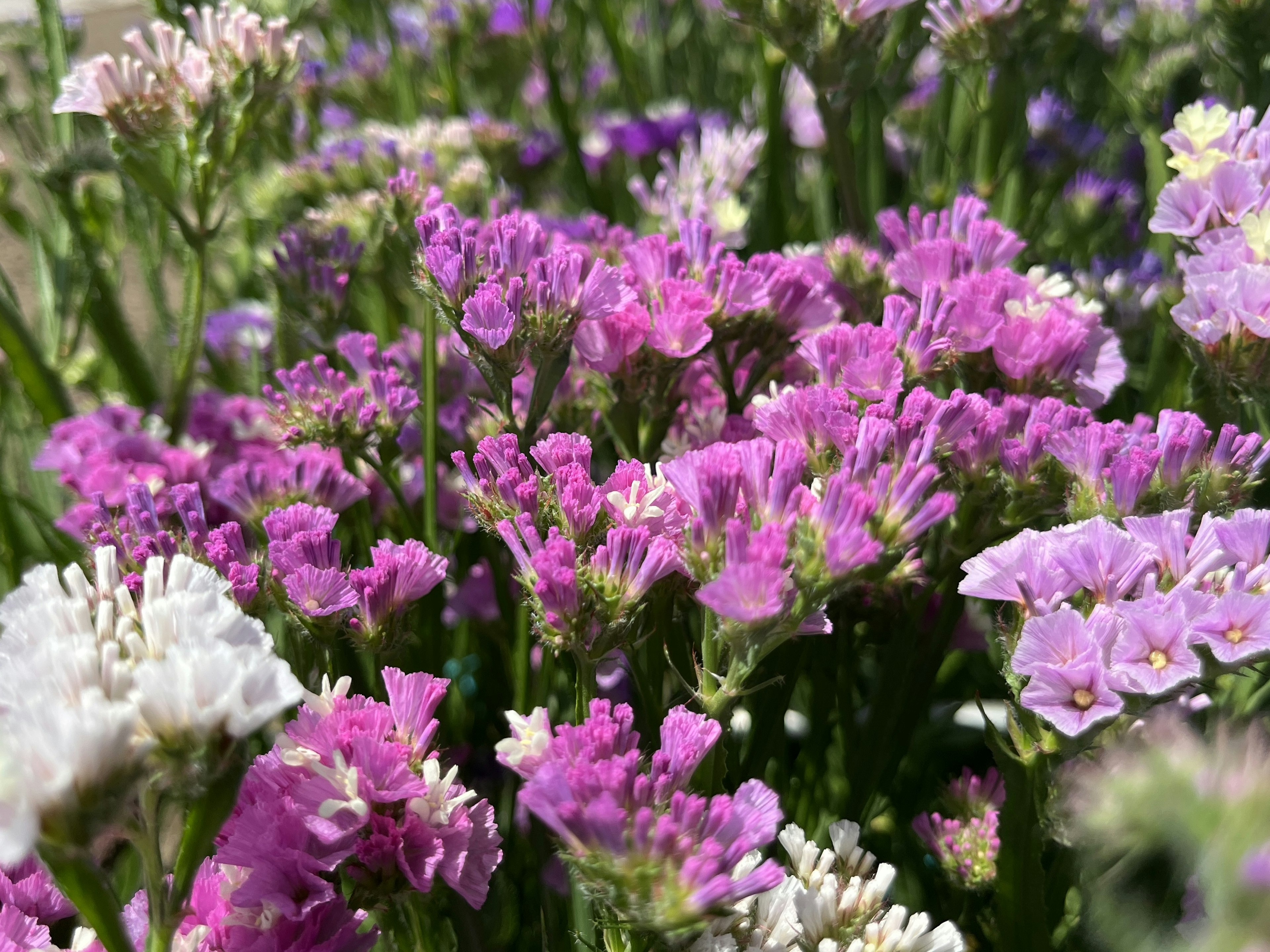 色とりどりの花が咲く風景 特に紫や白の花が目立つ