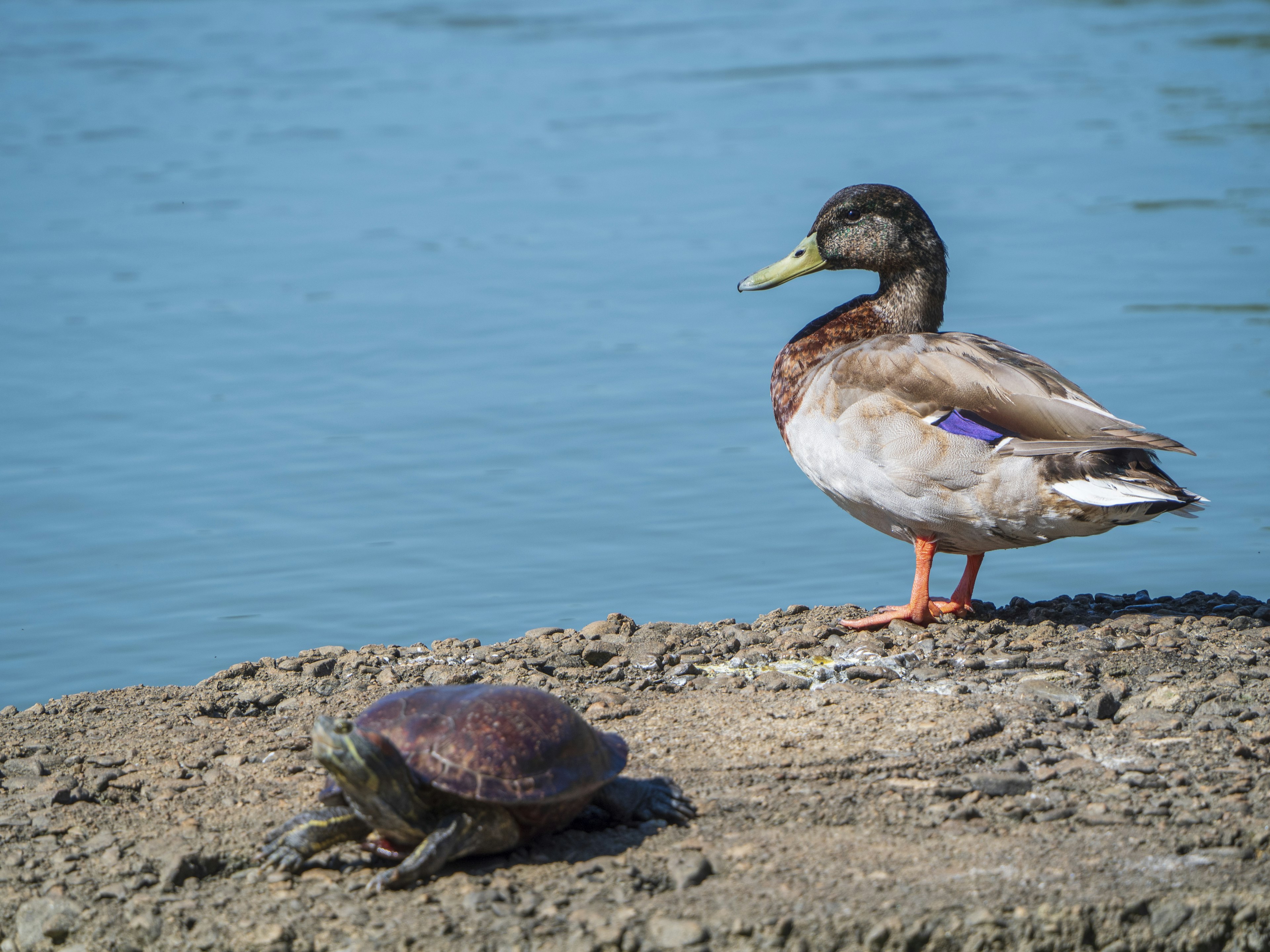 A duck and a turtle resting by the water's edge