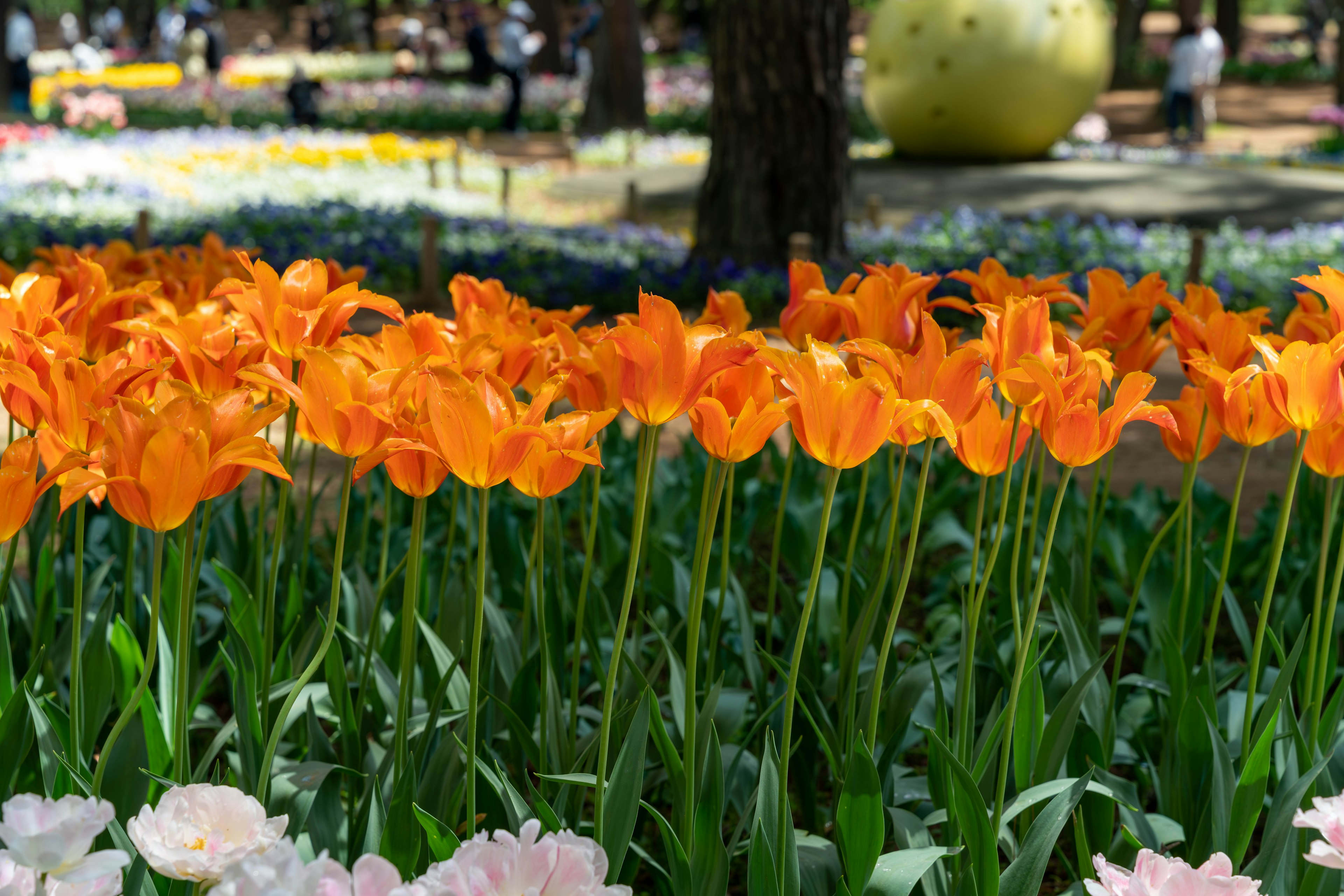 Tulipani arancioni vivaci che fioriscono in un giardino