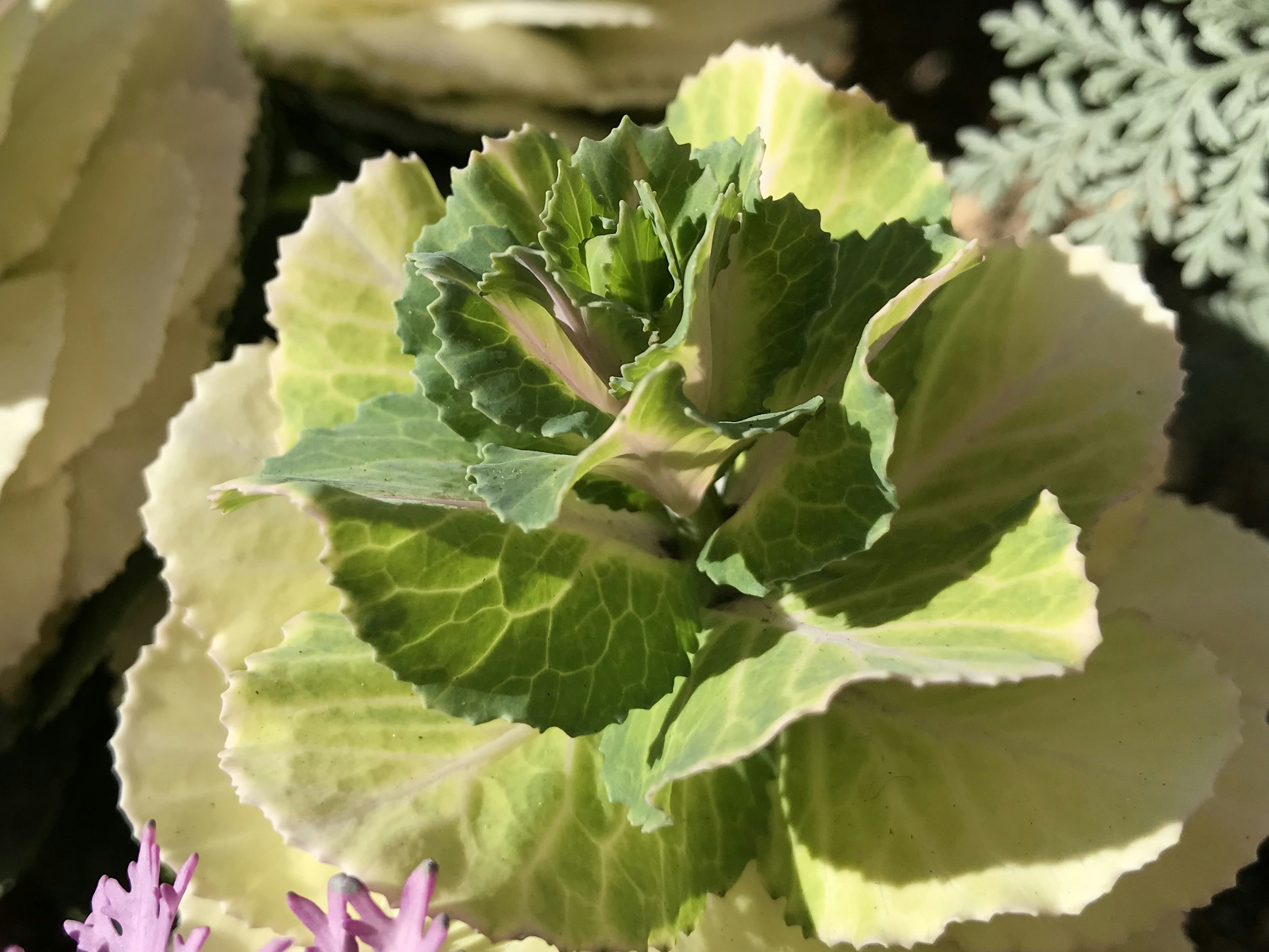 Close-up of a cabbage-like plant with overlapping green and cream-colored leaves