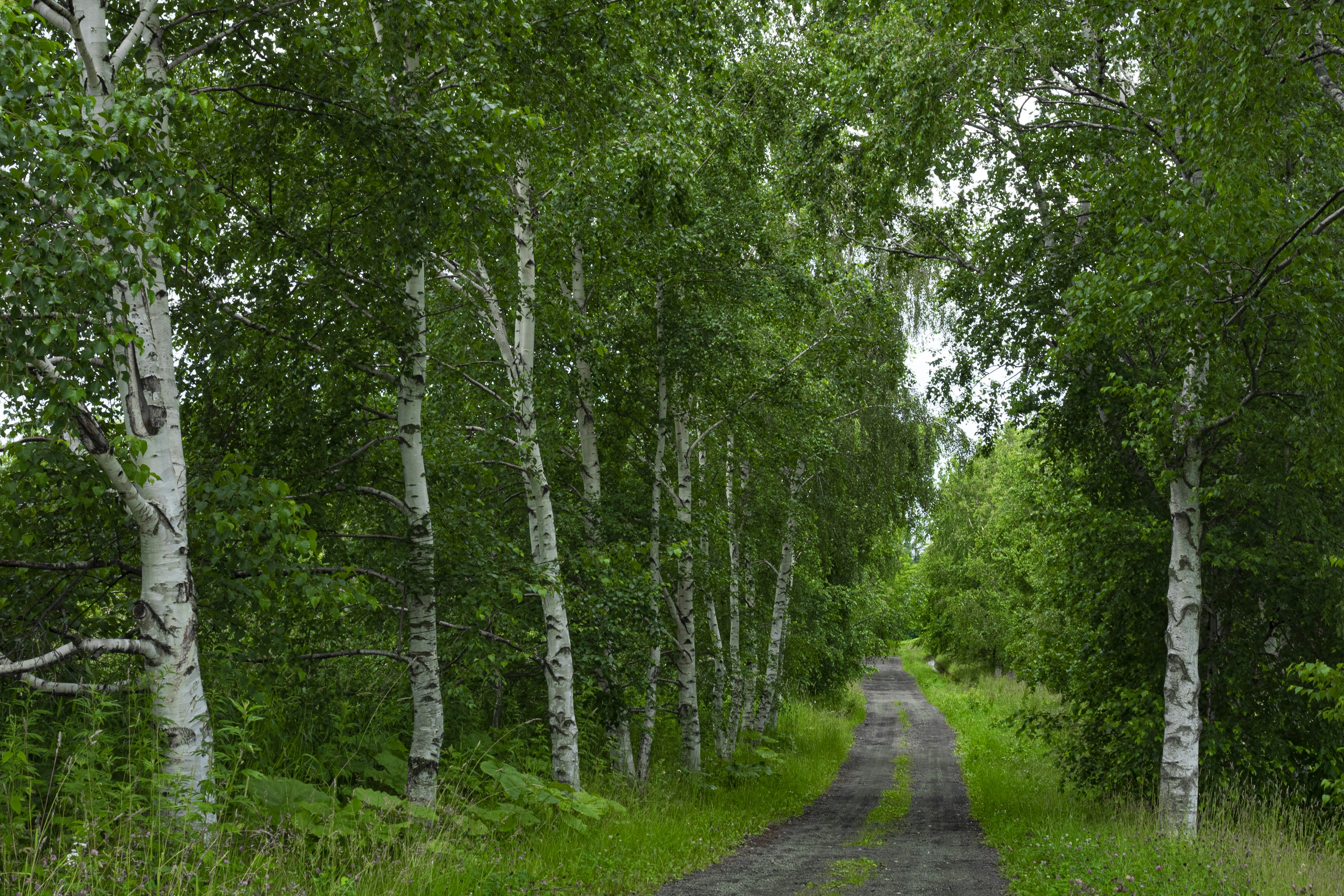 Paved path surrounded by green trees and grass