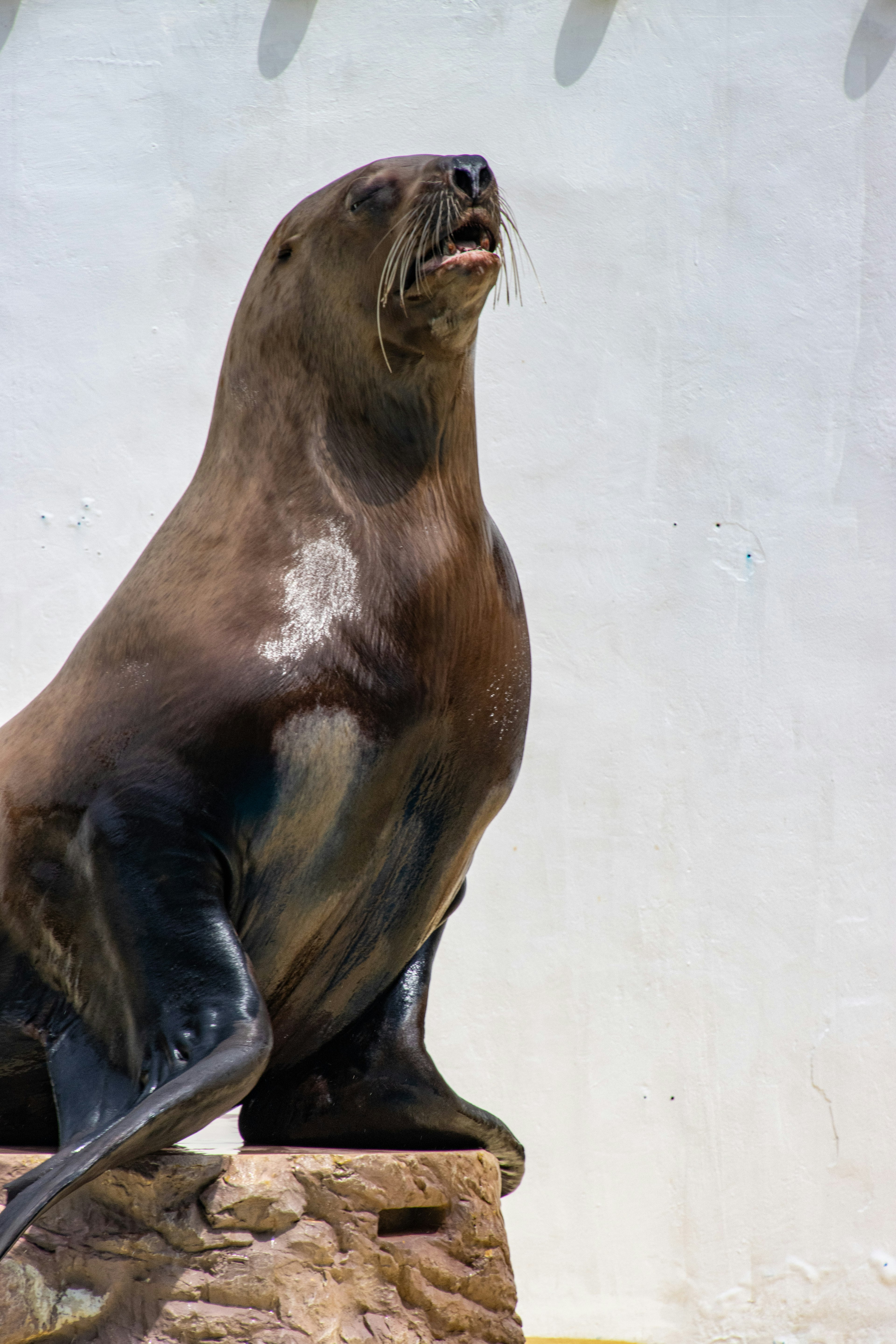 Sea lion standing on a rock with an expressive posture