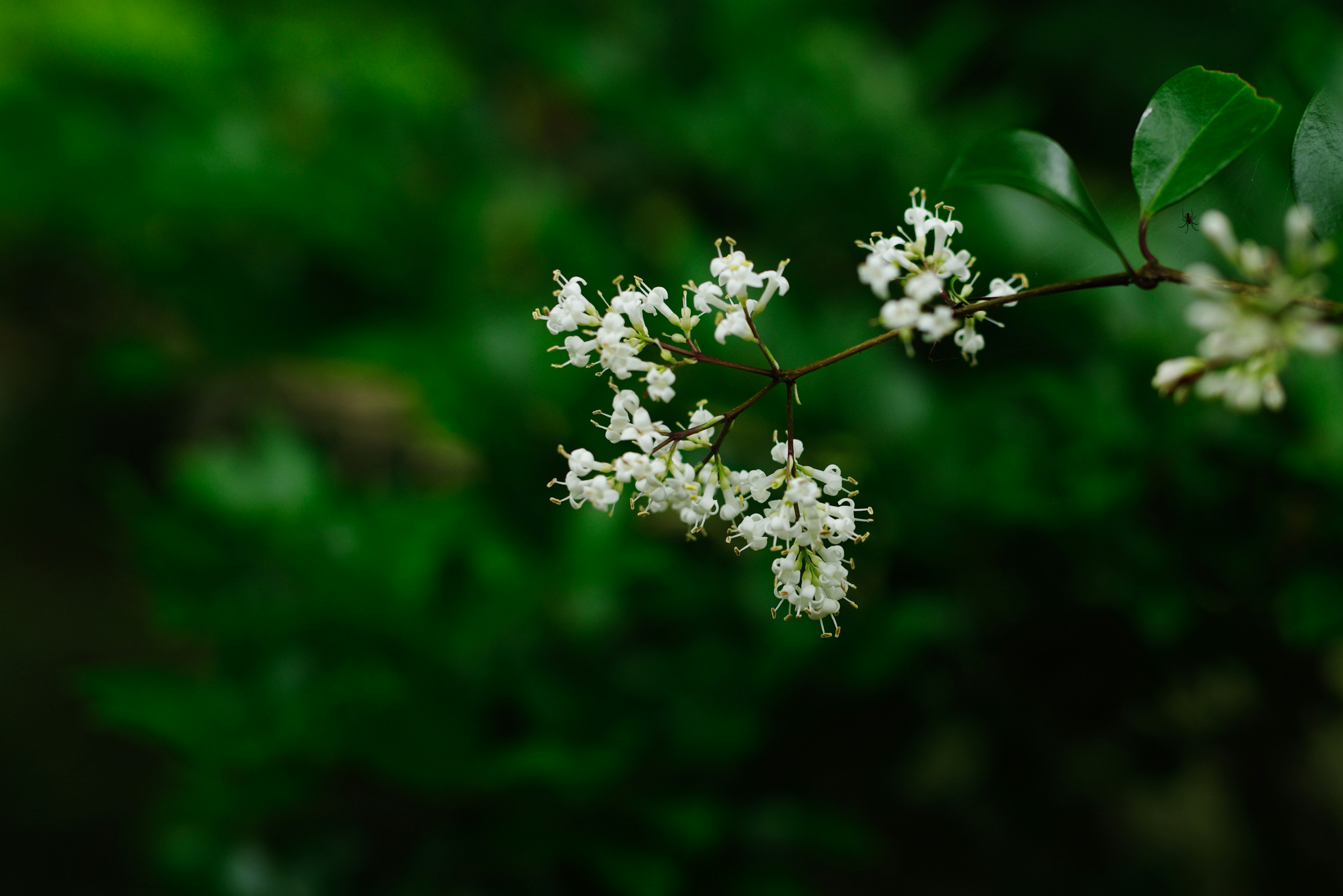 Close-up of a plant with white flowers against a green background