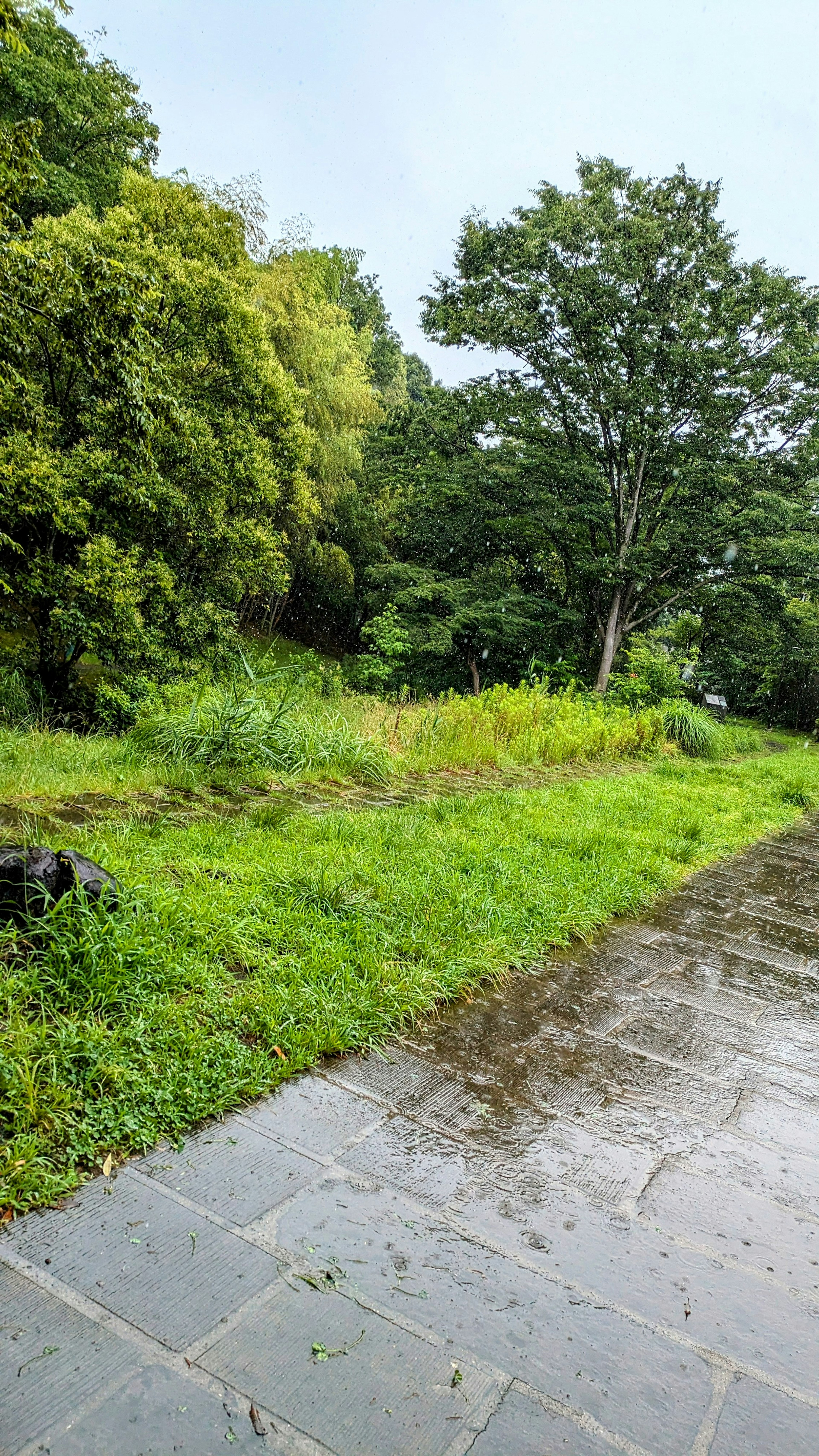 Regnerische Landschaft mit grünem Gras und Bäumen