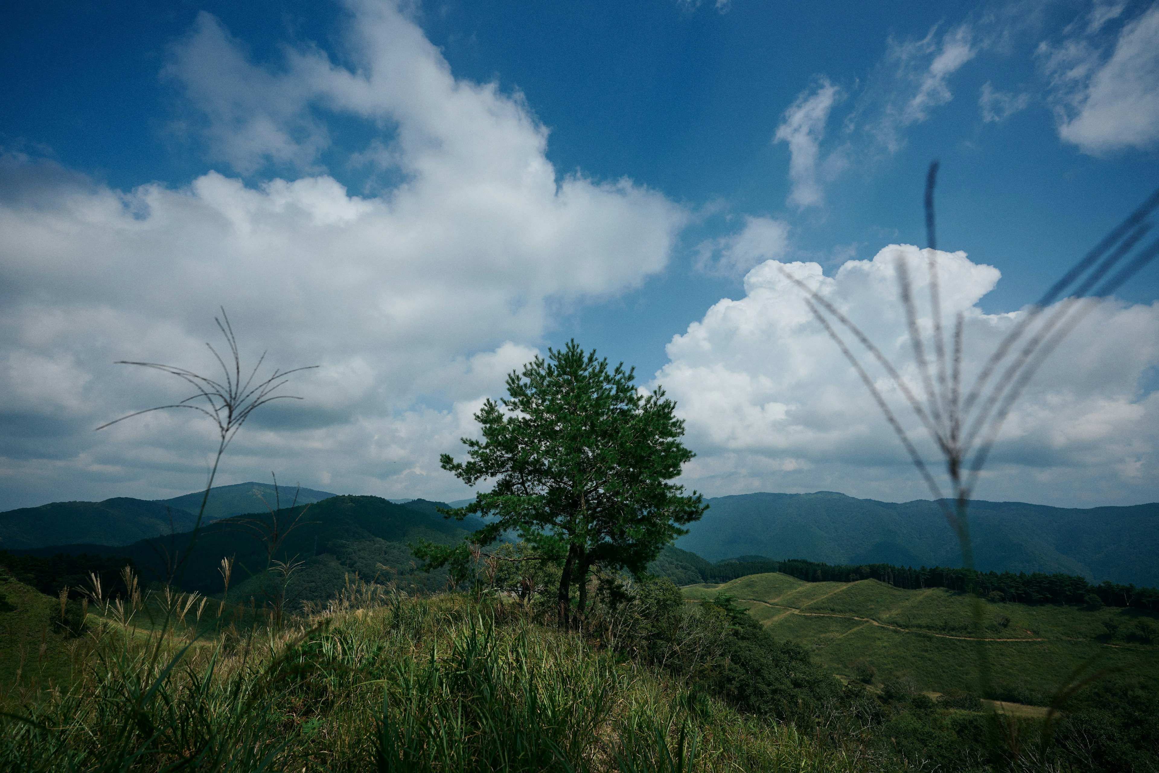 一棵綠樹矗立在藍天和白雲下，背景是山脈