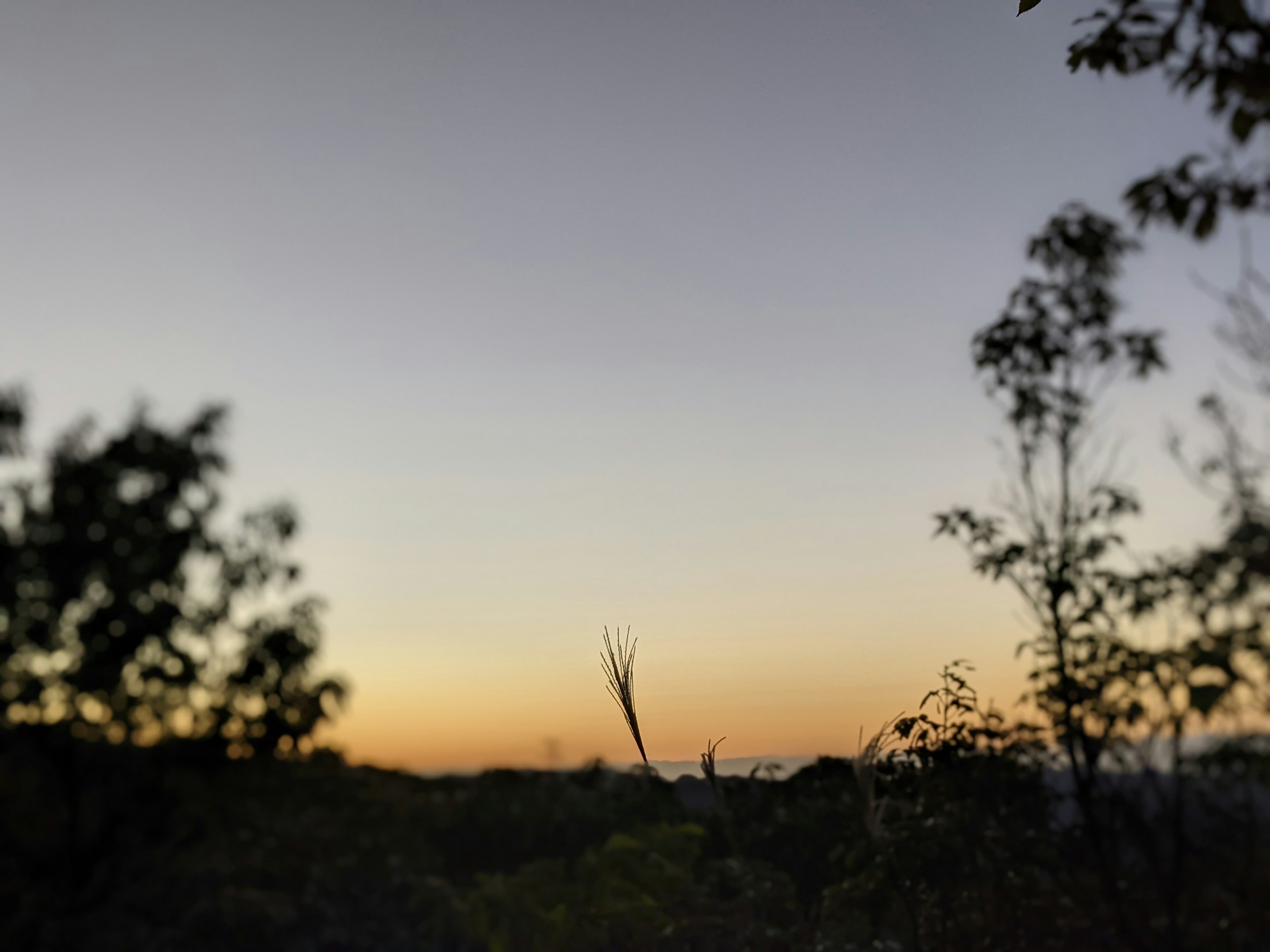 夕陽下的天空與前景樹木的輪廓