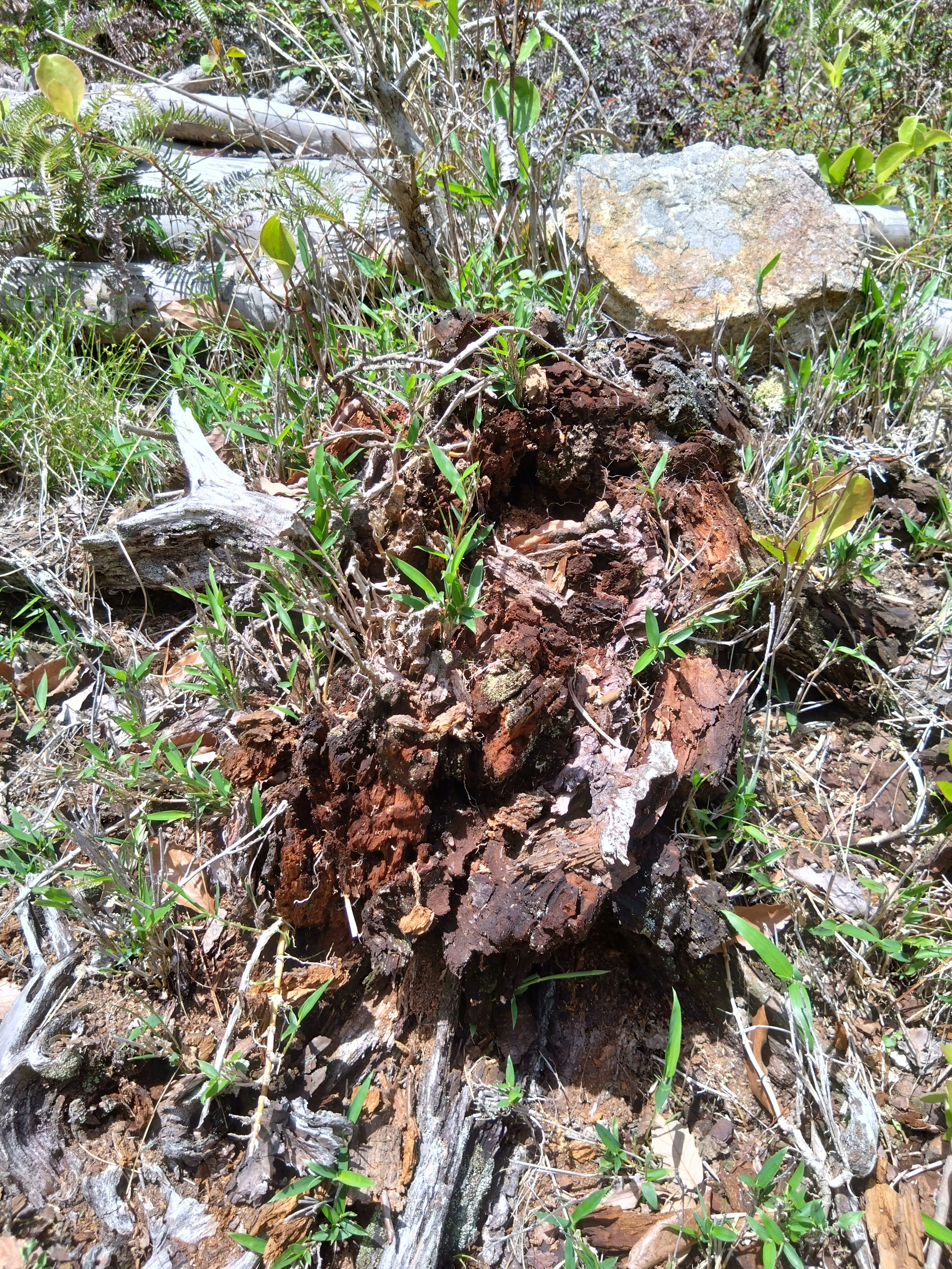 地面にある赤茶色の腐敗した木の塊と緑の草