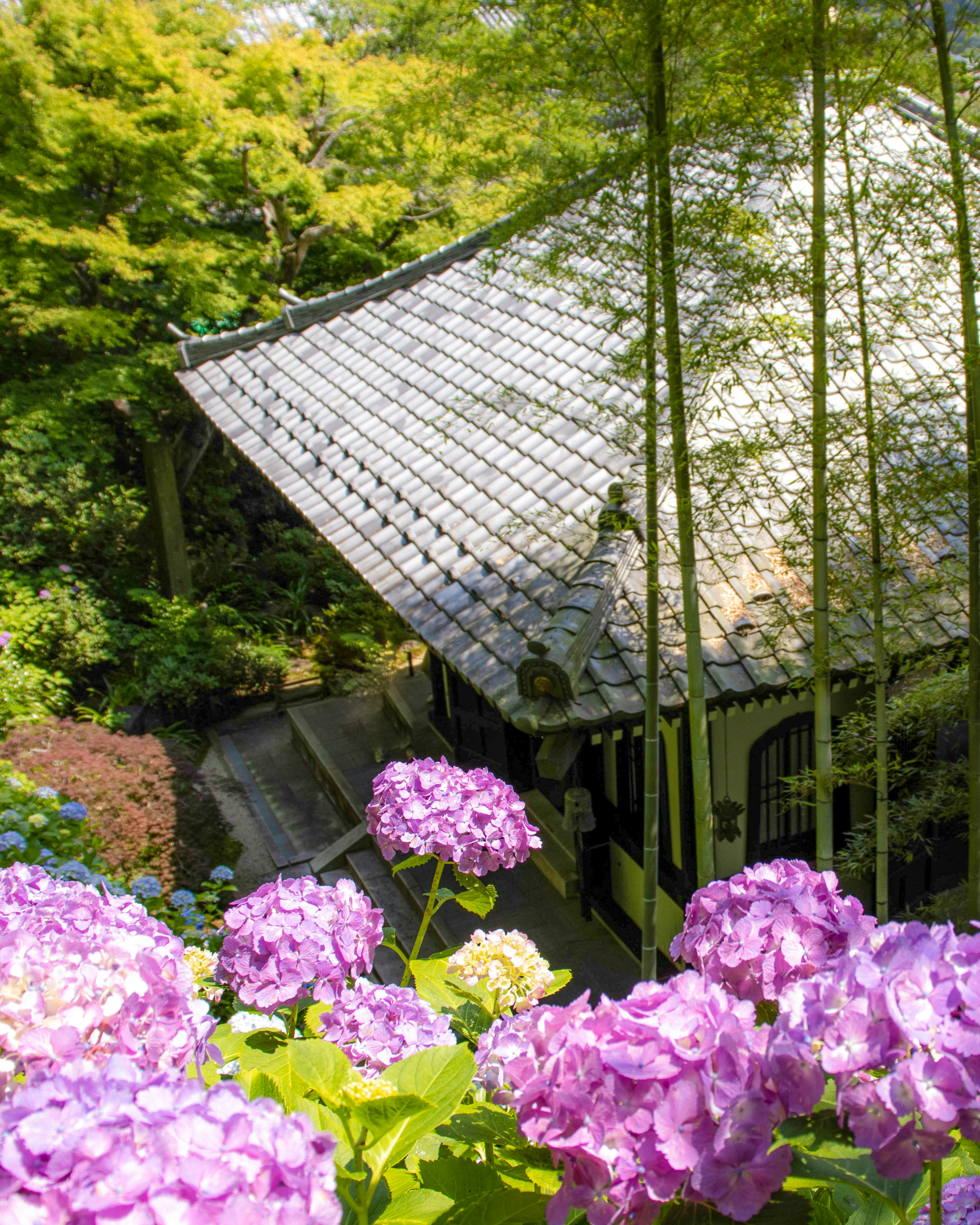 美麗的紫陽花和竹子環繞的日本建築風景